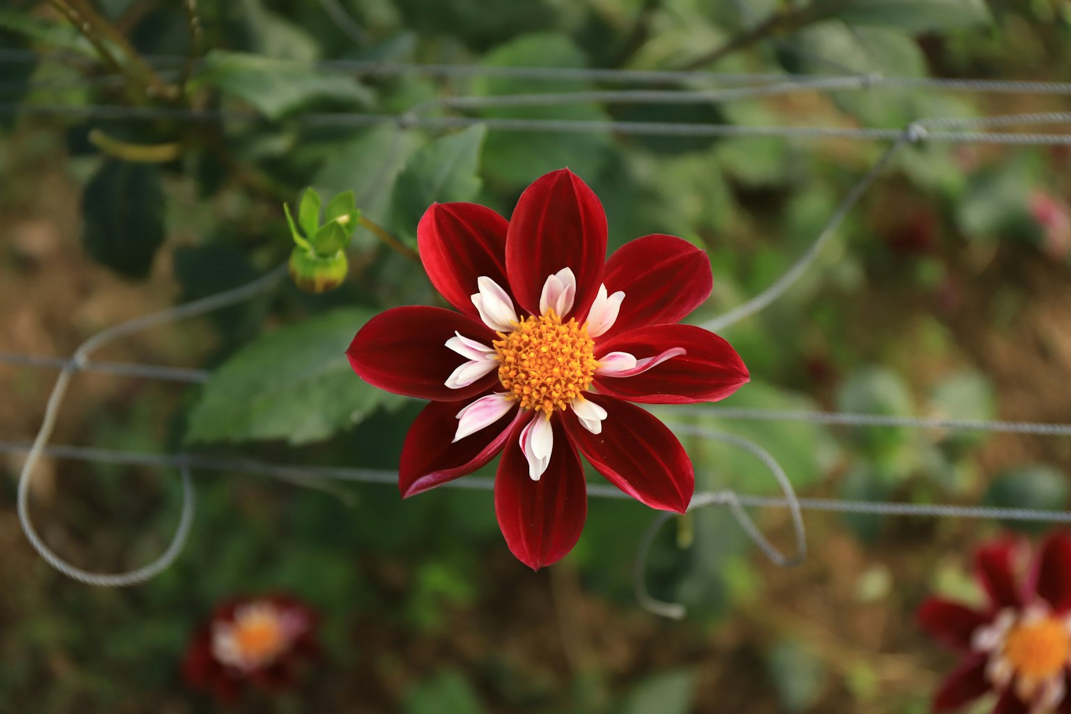 Vista dall'alto di un fiore rosso con centro bianco e stami gialli