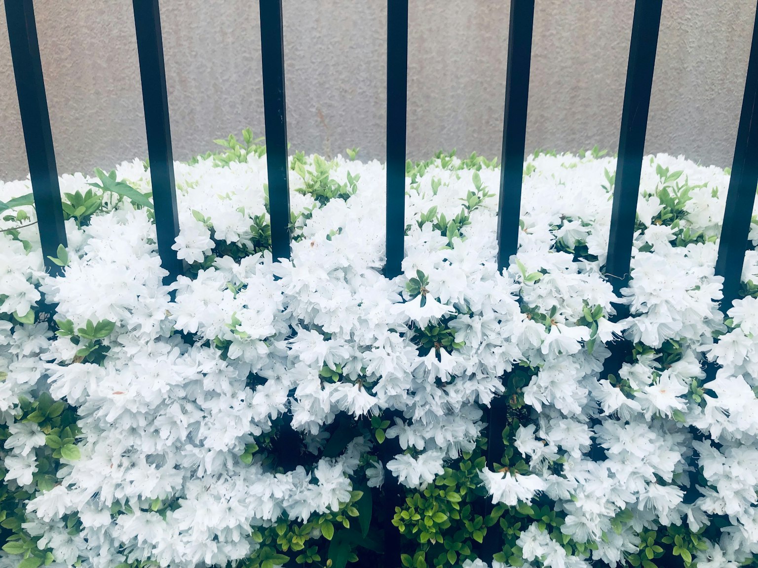 Hoa trắng nở gần hàng rào xanh