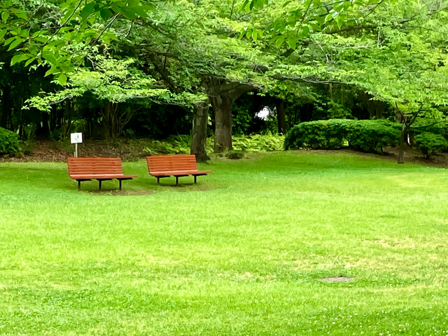 Zwei Bänke auf grünem Gras in einem Park, umgeben von Bäumen