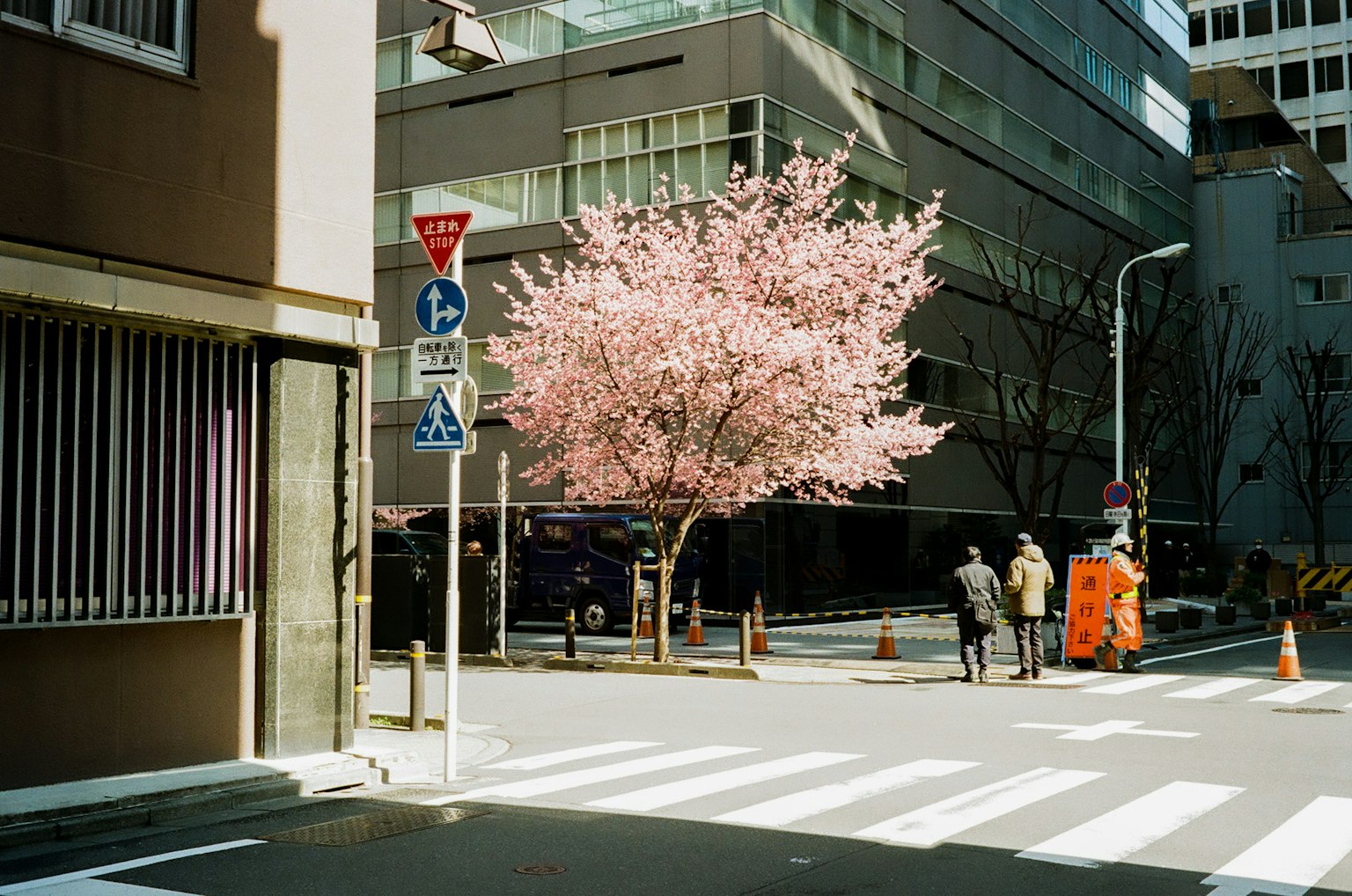 Persimpangan kota dengan pohon sakura yang bermekaran