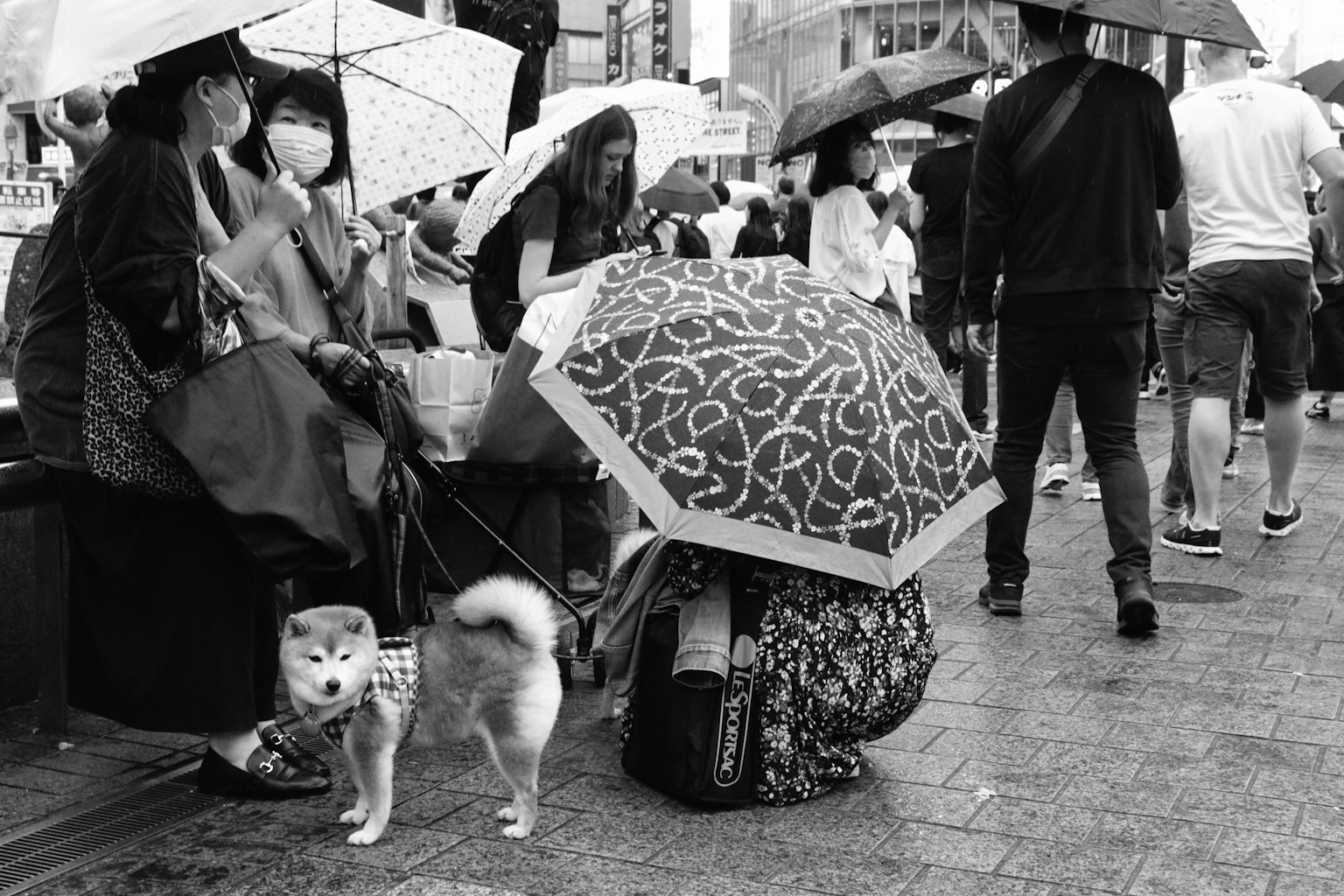 Foto in bianco e nero di persone che aspettano sotto ombrelli con un cane