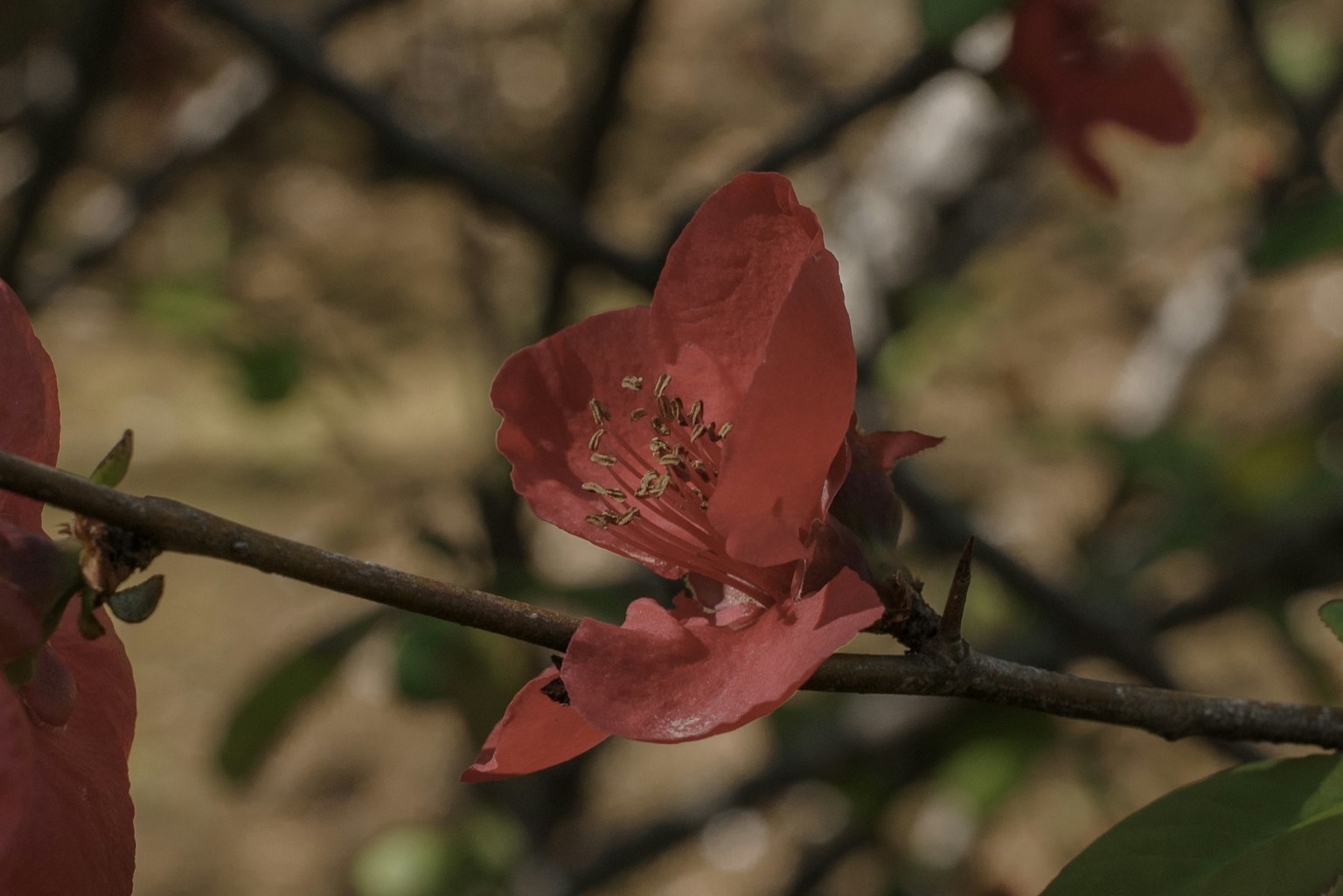 紅色花瓣的樹枝特寫