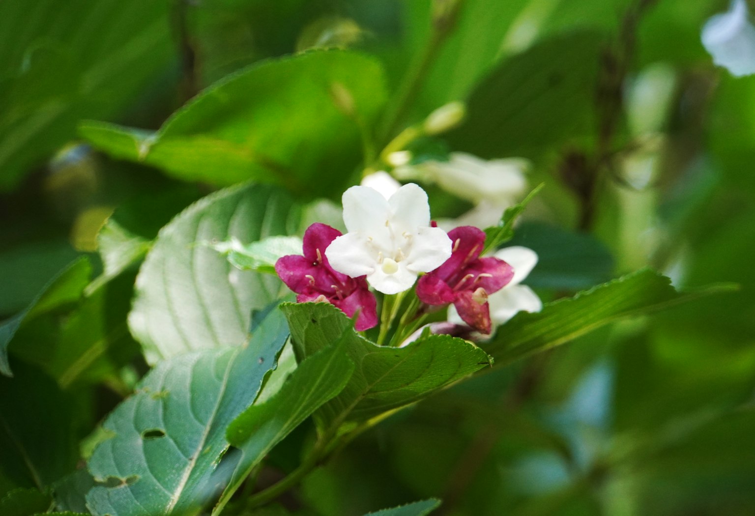 Fiori bianchi e rossi che fioriscono tra le foglie verdi