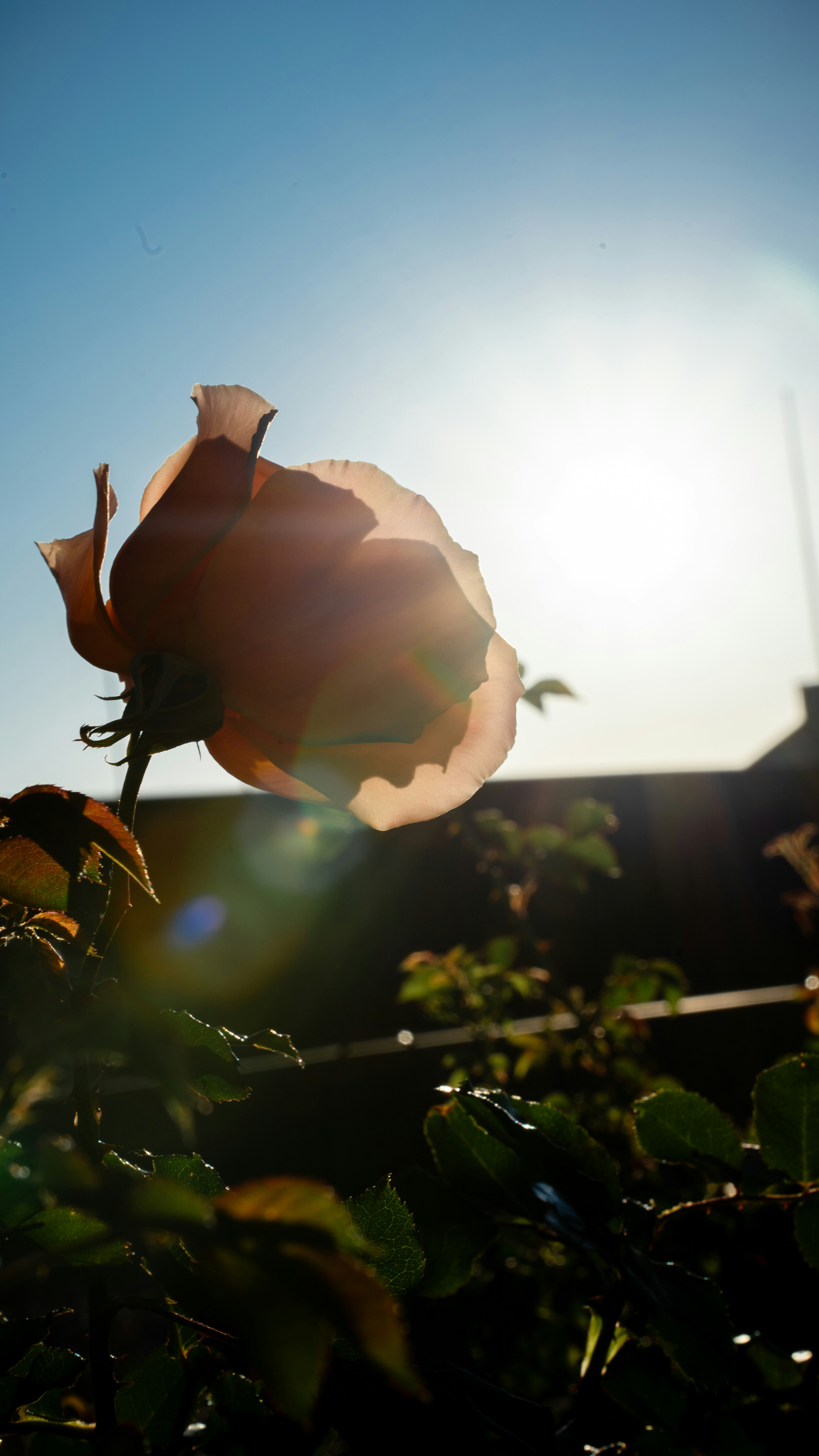 夕日に照らされる花と葉のシルエット