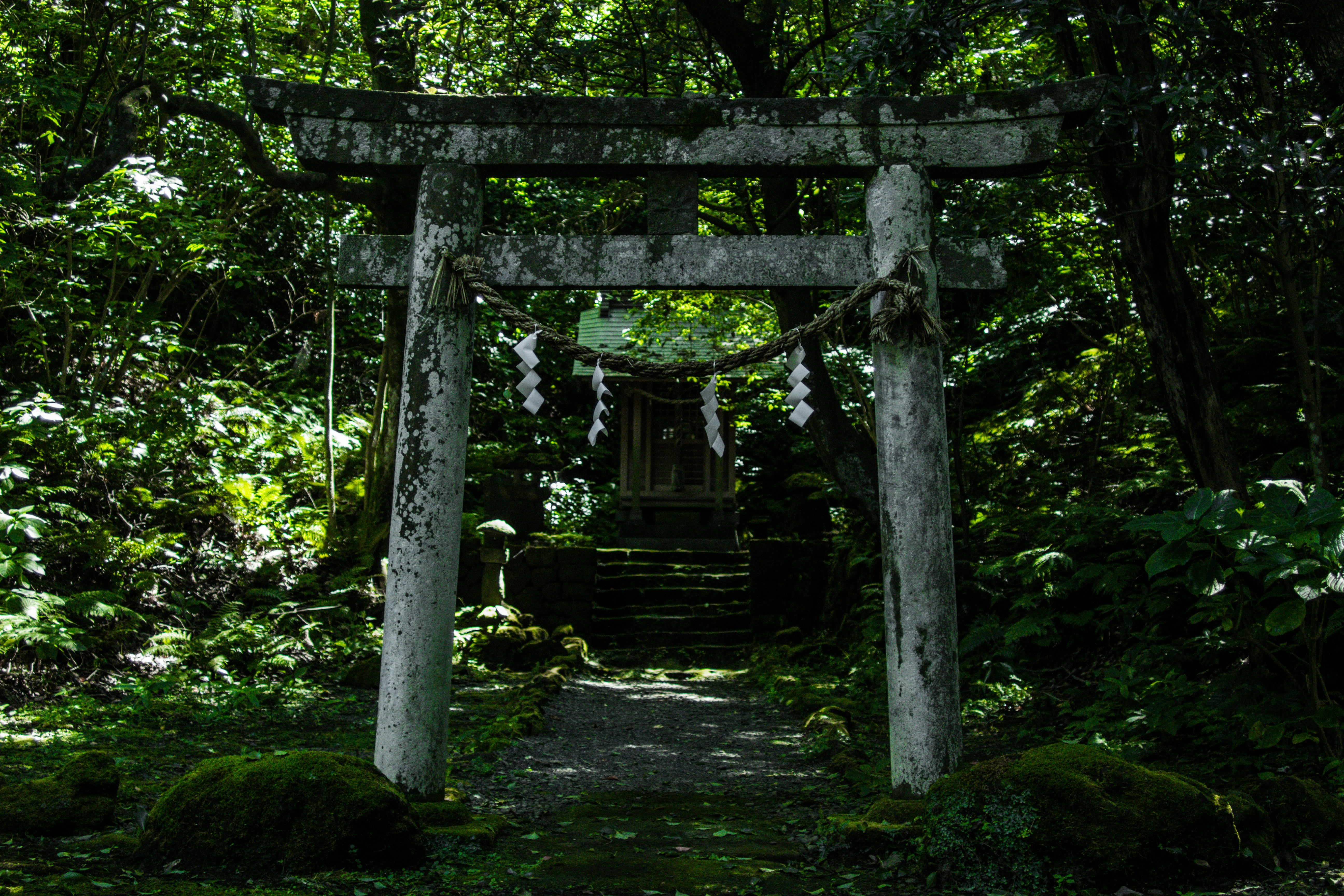 深い森の中に立つ鳥居の参道