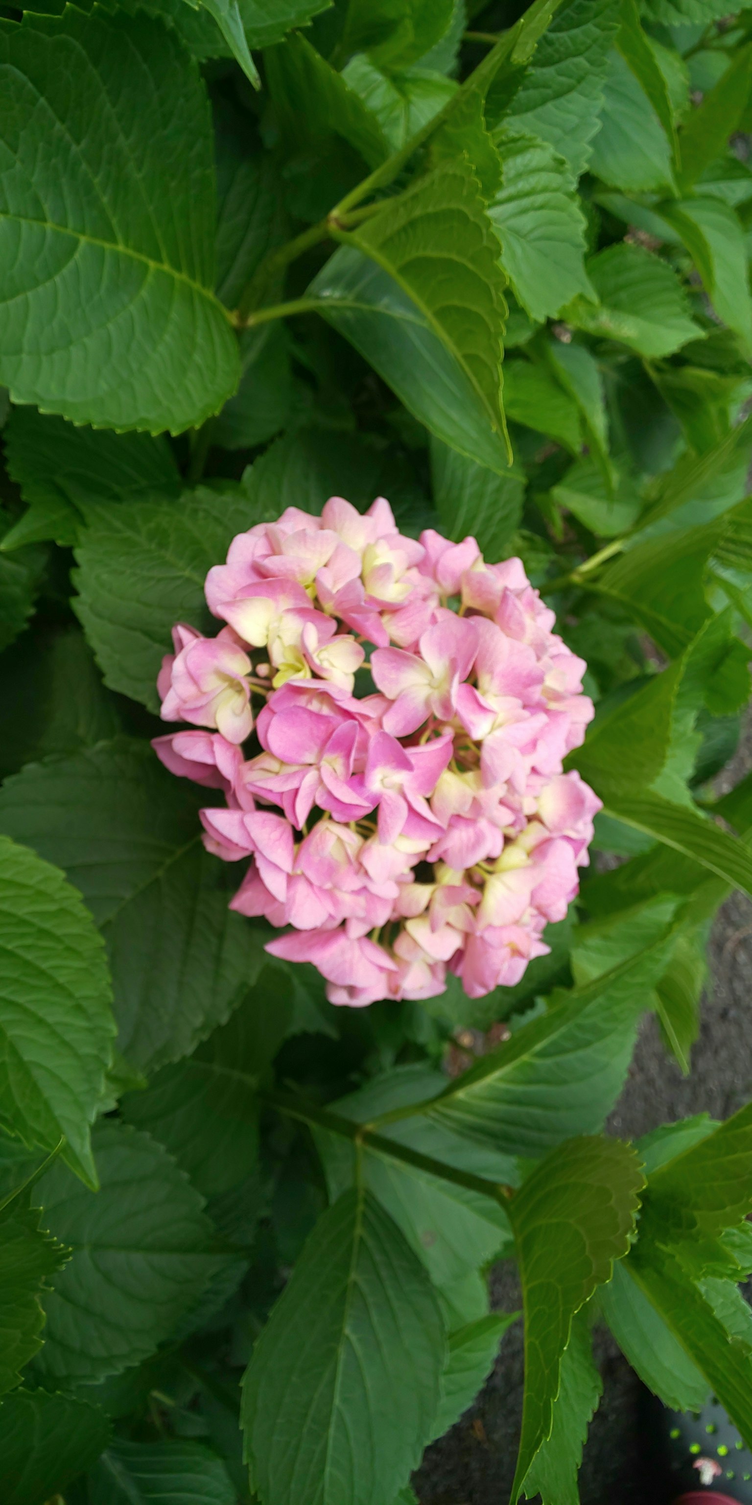 Primo piano di fiori rosa circondati da foglie verdi