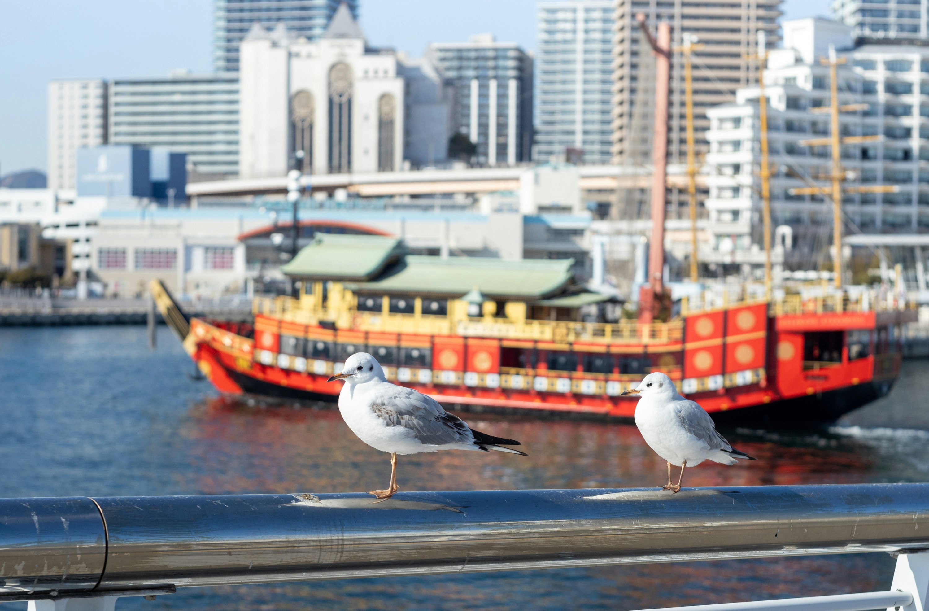 神戸の港で並ぶユリカモメと御座船のある風景