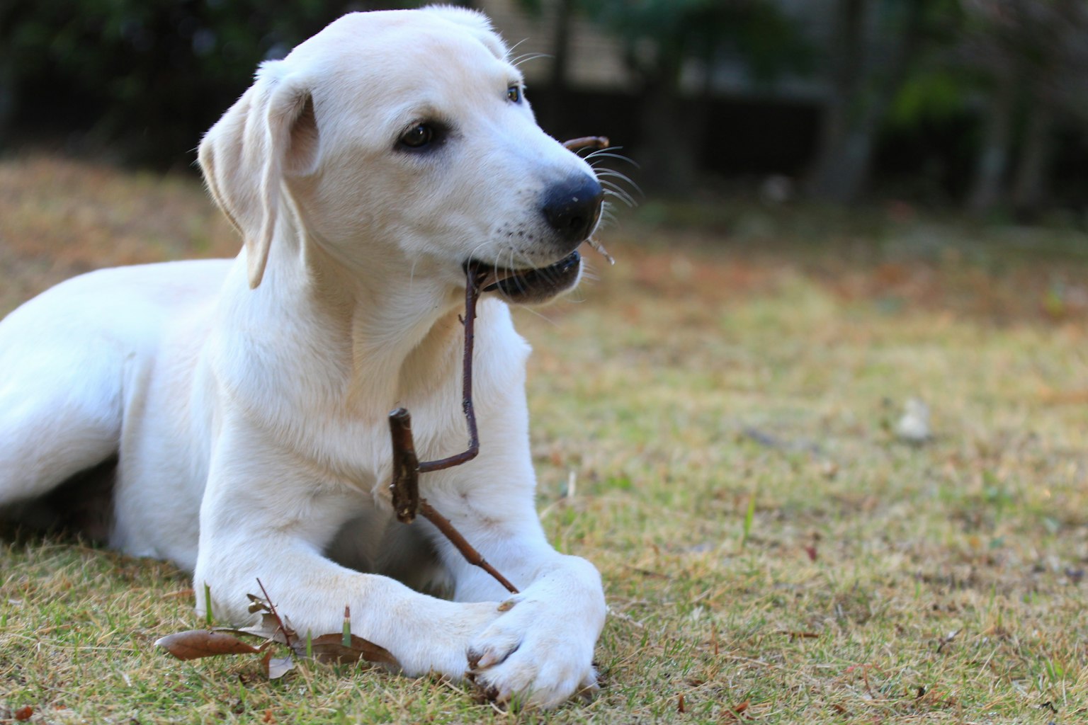 一只白色拉布拉多犬在草地上啃着一根树枝