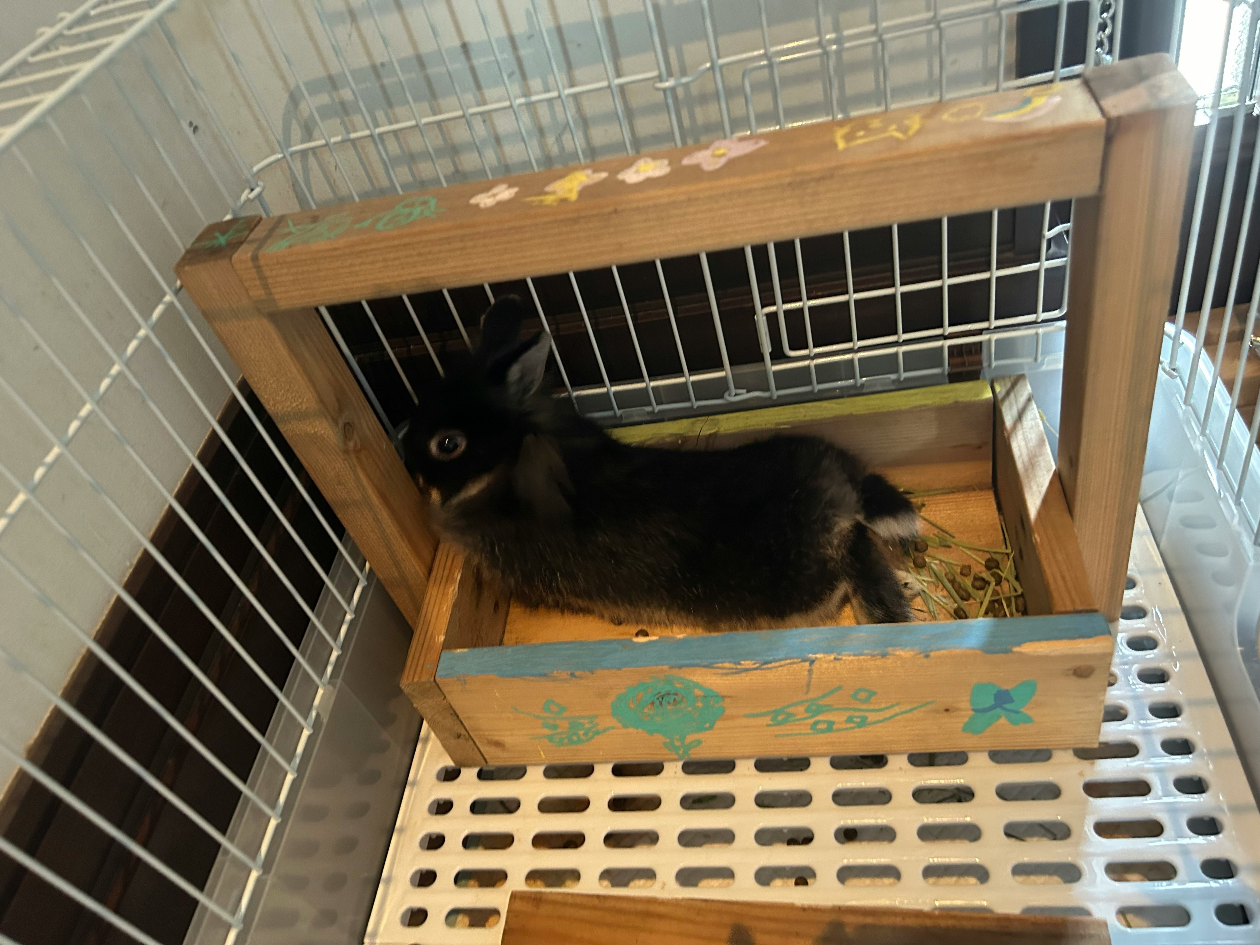 black kitten inside a pet cage