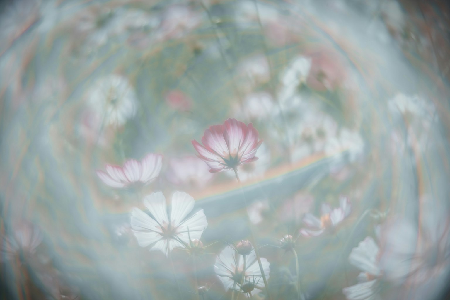 ぼやけた花々の写真 色合いは柔らかく ピンクと白の花が混在している