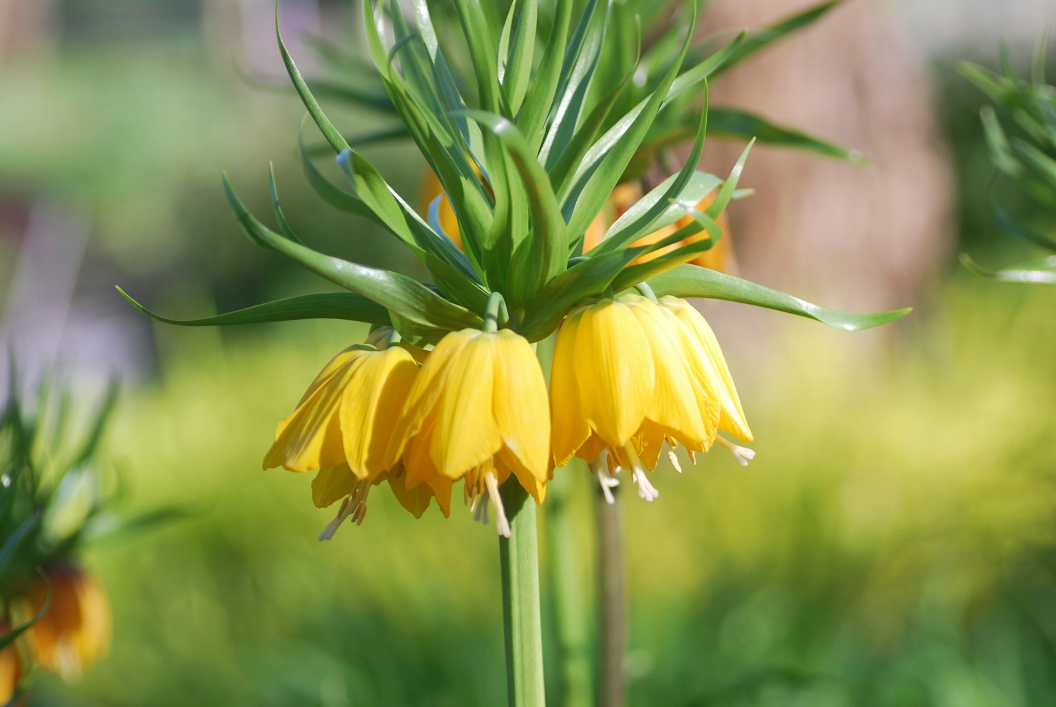 Nahaufnahme eines Pflanzen mit gelben Blumen