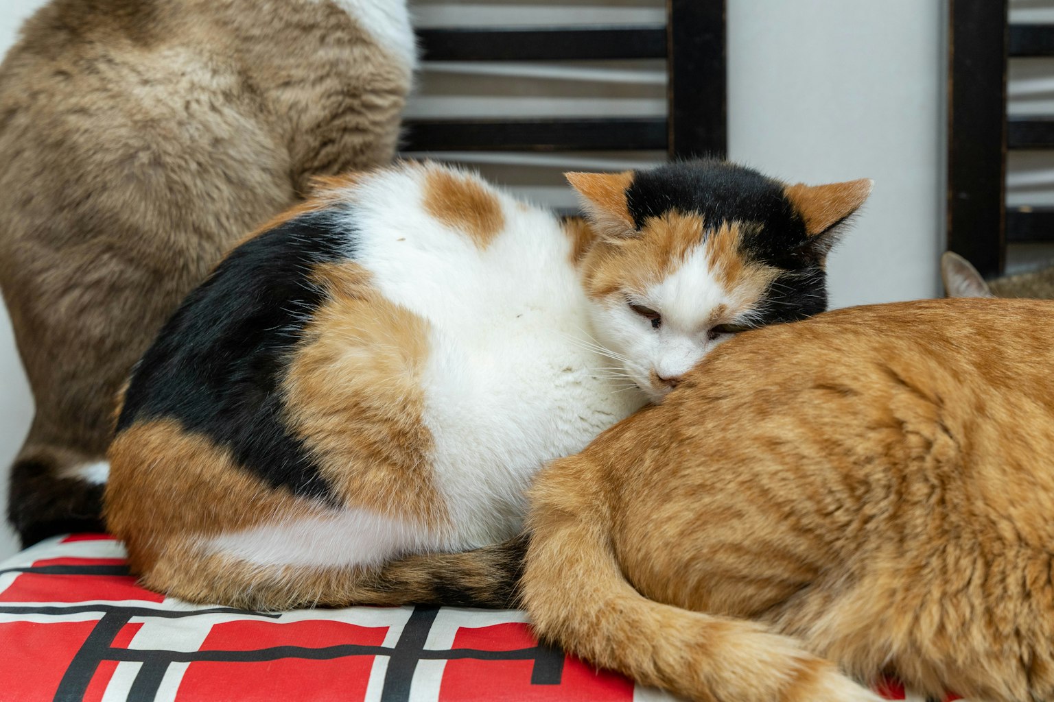 Sebuah adegan kucing berpelukan dengan kucing calico bersandar di kucing oranye