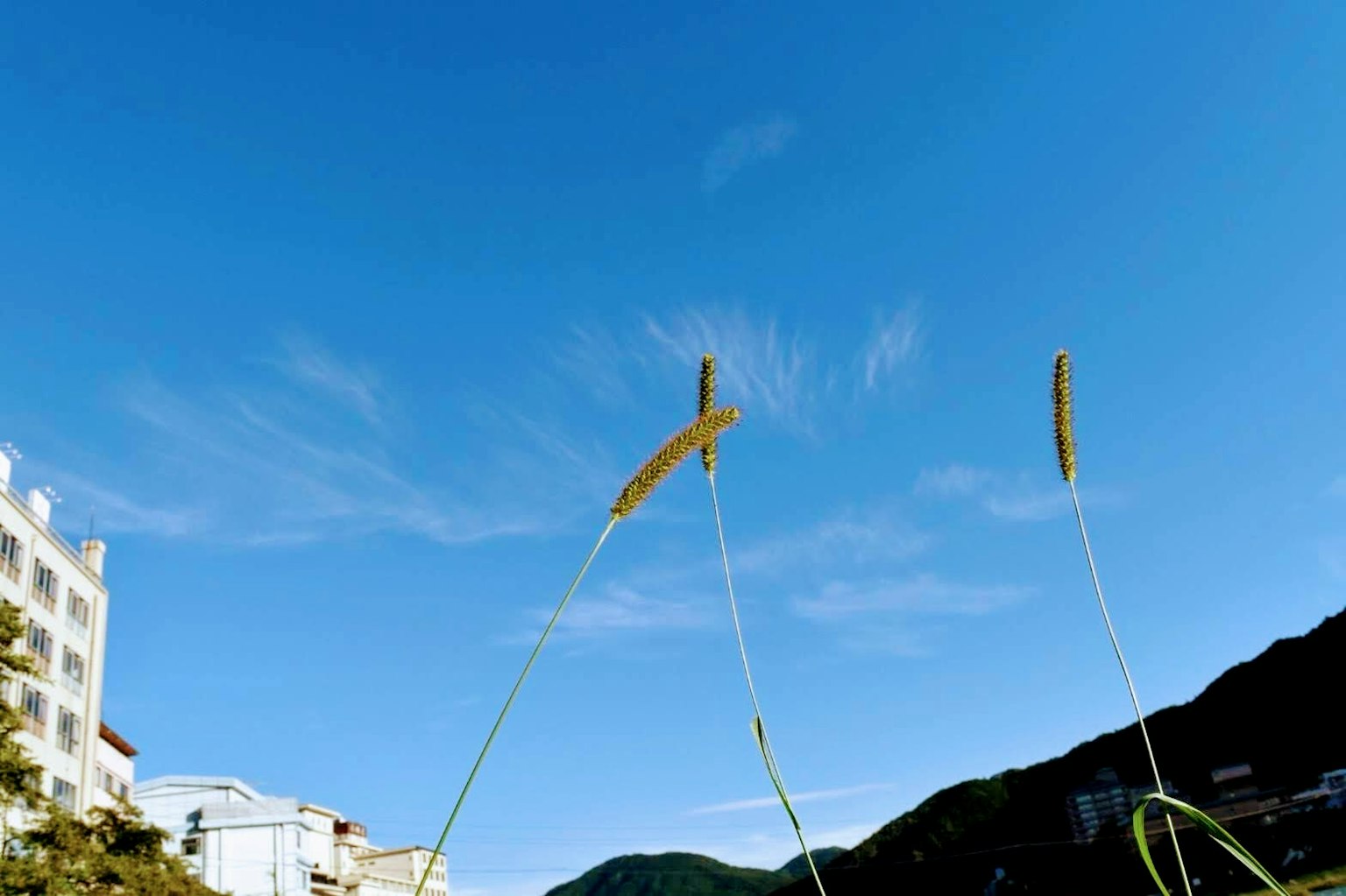 Tall grass spikes against a clear blue sky and mountain backdrop