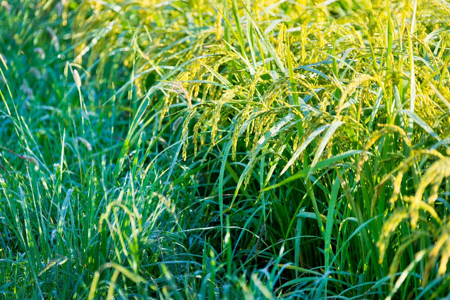 Plantes de riz vertes illuminées par la lumière du soleil