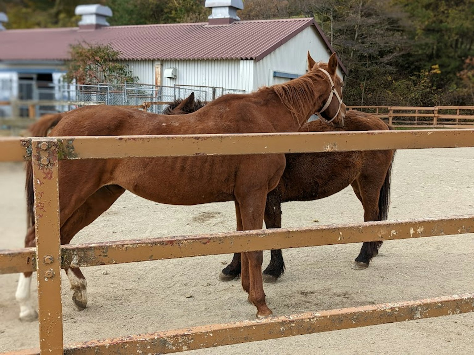 Deux chevaux marron se tenant près d'une clôture en bois