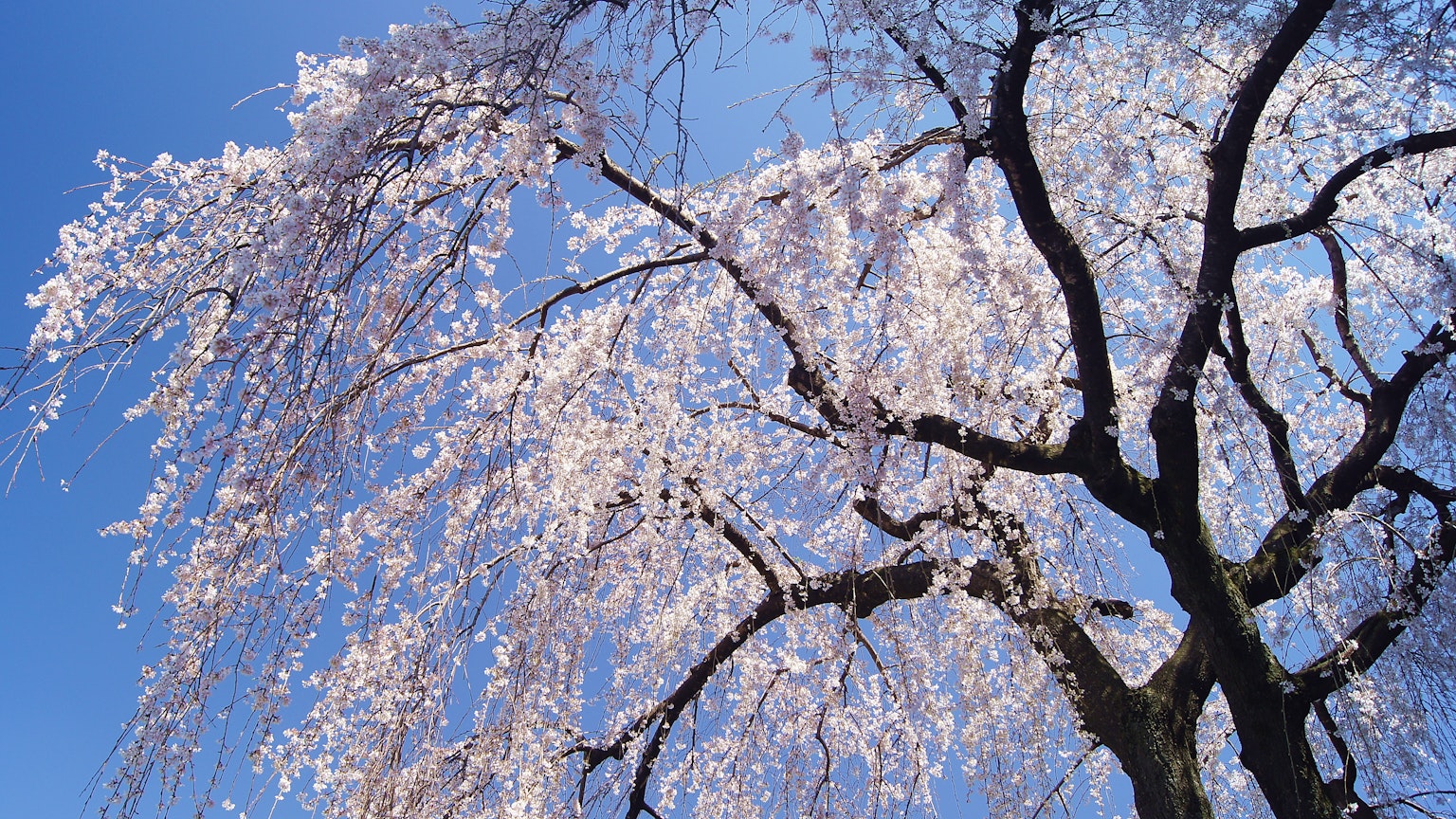 Weeping cherry tree branches adorned with delicate pink blossoms against a blue sky