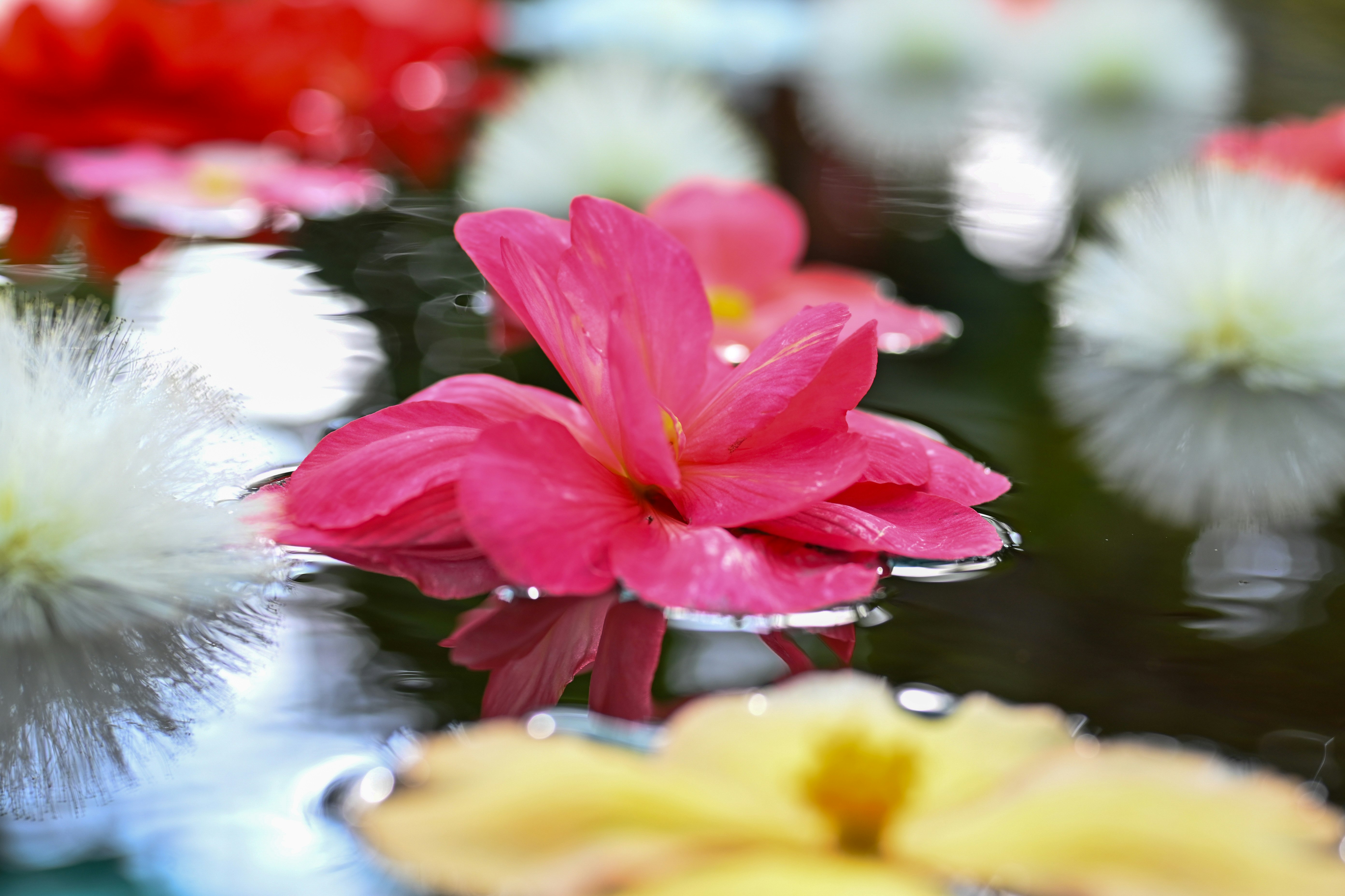 水面に浮かぶピンクの花と花びらの浮き飾り