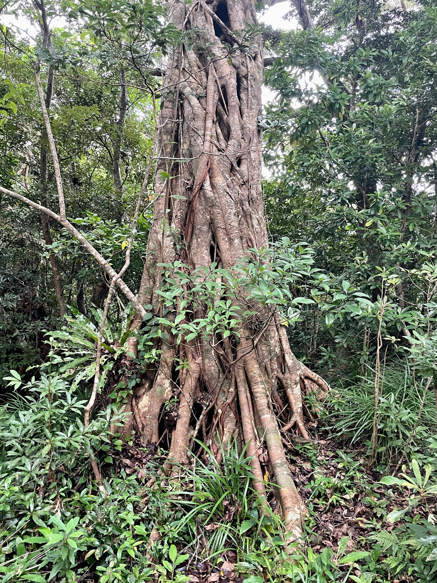 Escena forestal con tronco de árbol de hoja ancha y raíces entrelazadas