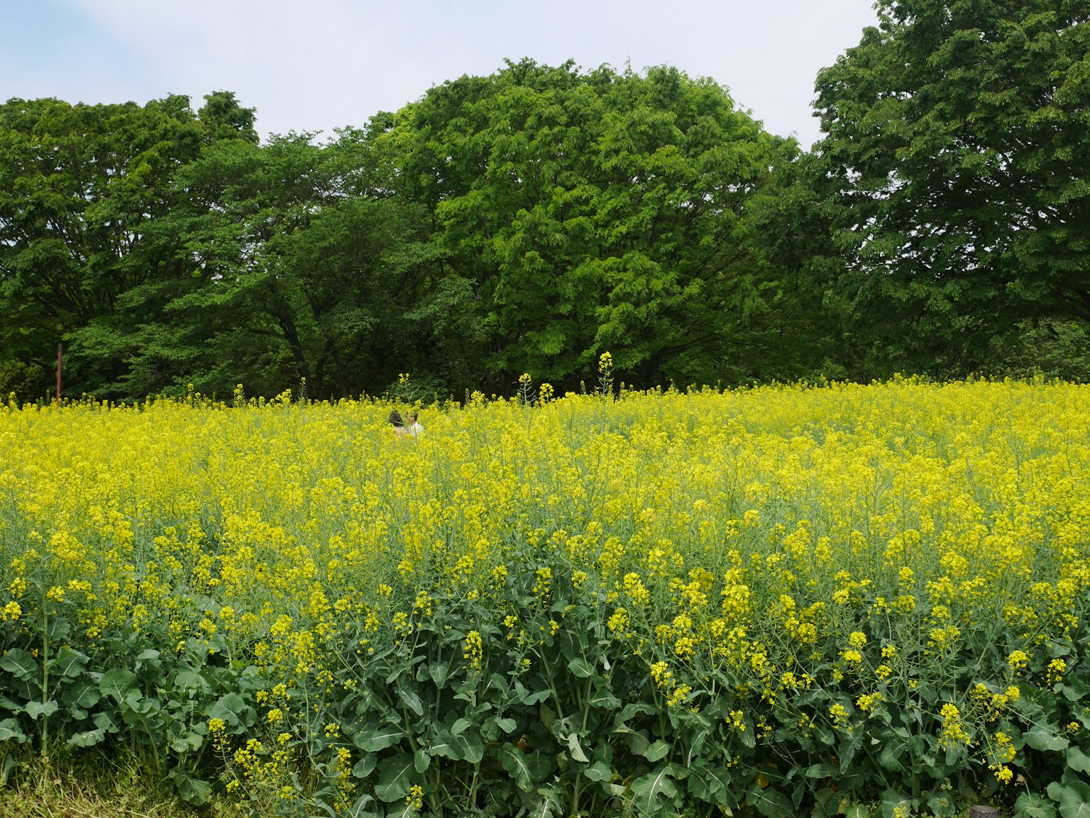 Vibrant yellow canola flowers in a field with lush green trees