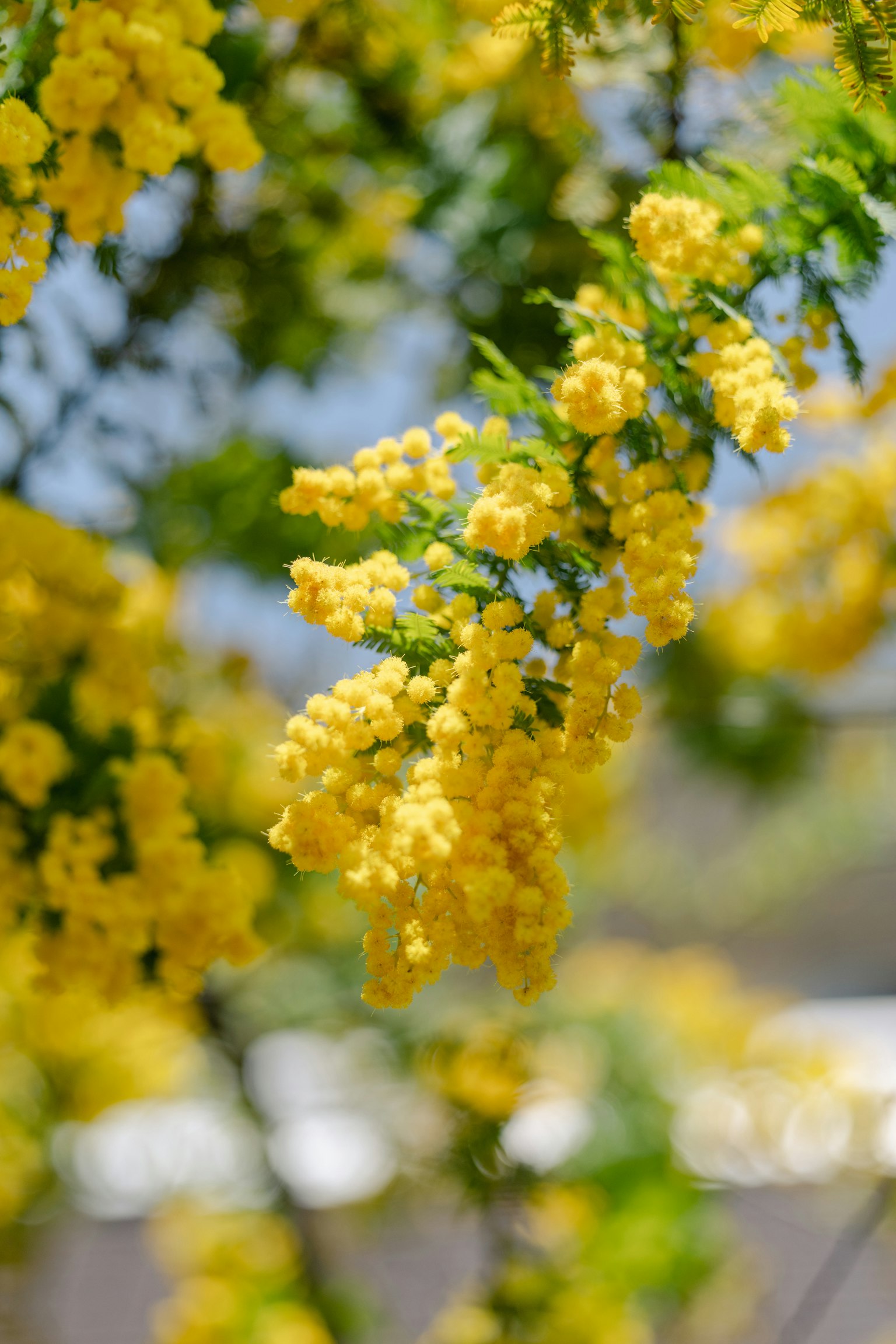 Primer plano de ramas de mimosa con flores amarillas brillantes