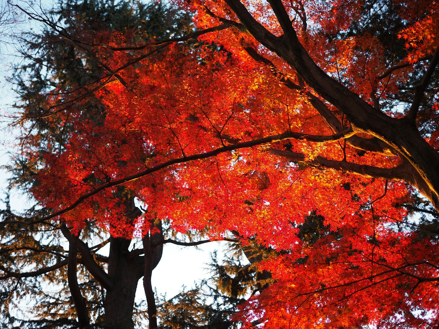 Vibrant red autumn leaves on a tree with a clear sky