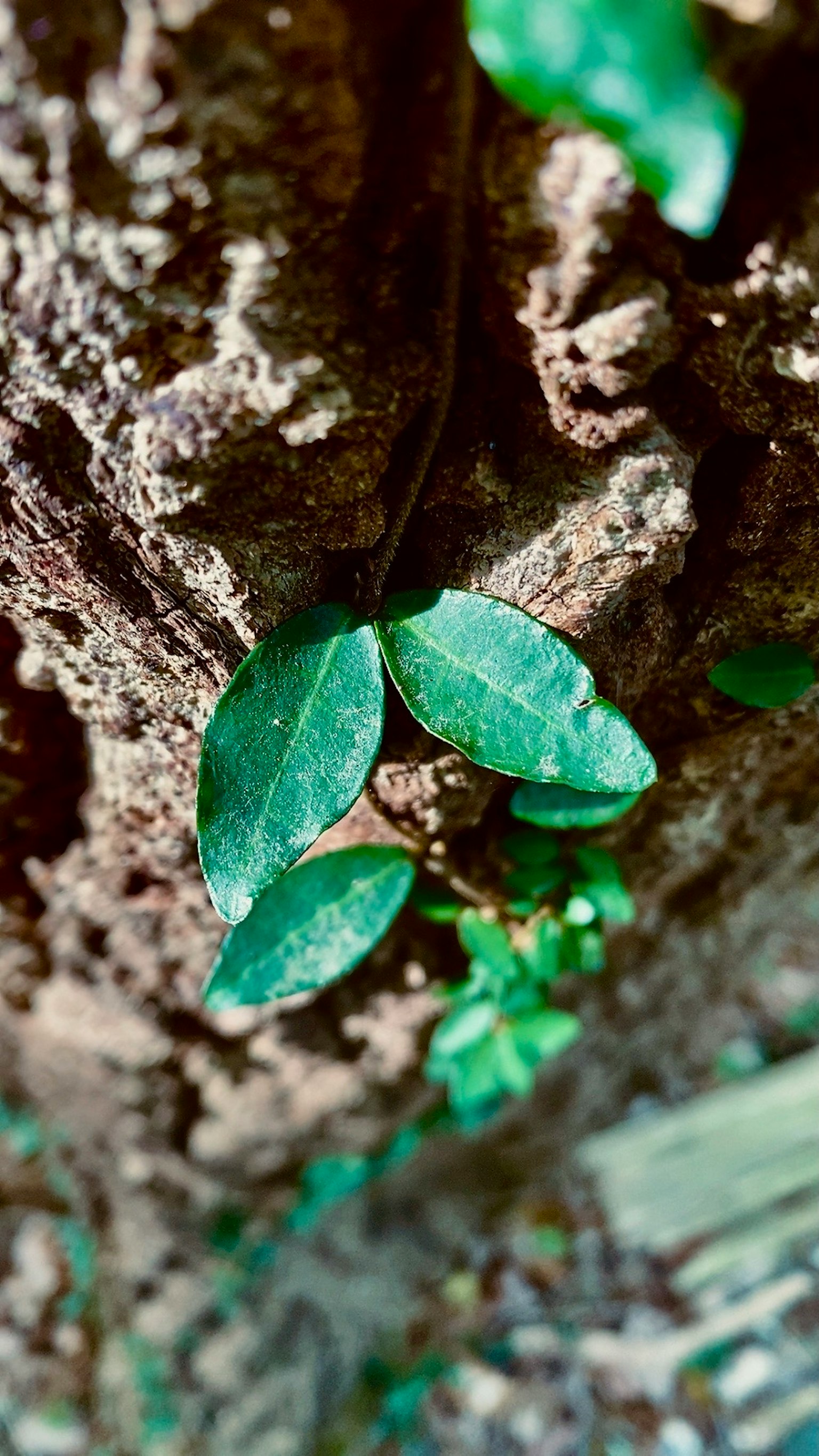 Green leaves nestled against a tree trunk