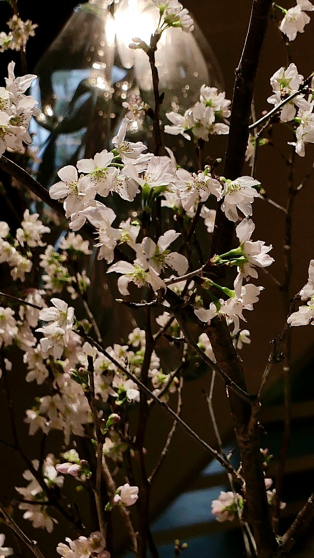 暗い背景に咲く白い桜の枝と花