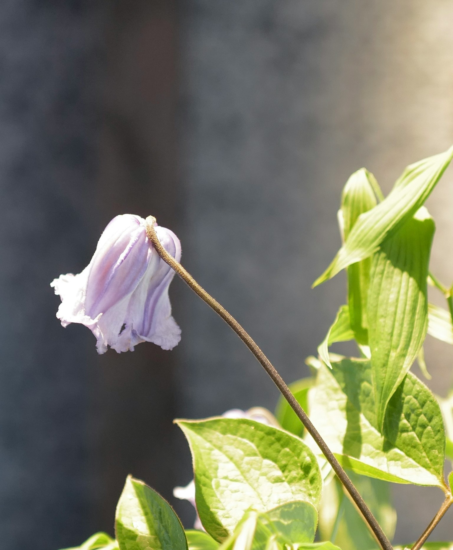 Una flor púrpura pálida rodeada de hojas verdes
