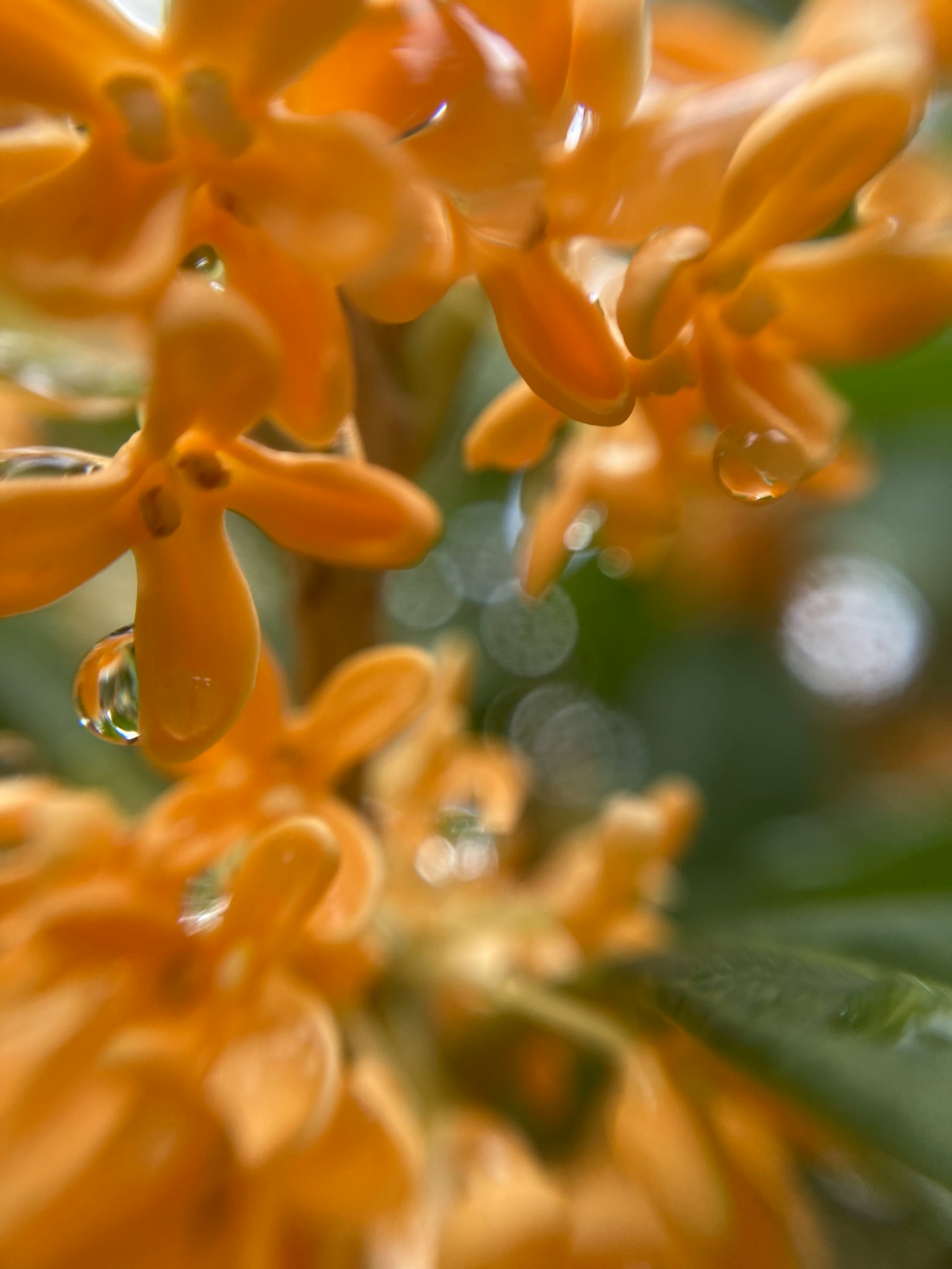 橙色花朵和水滴的特写