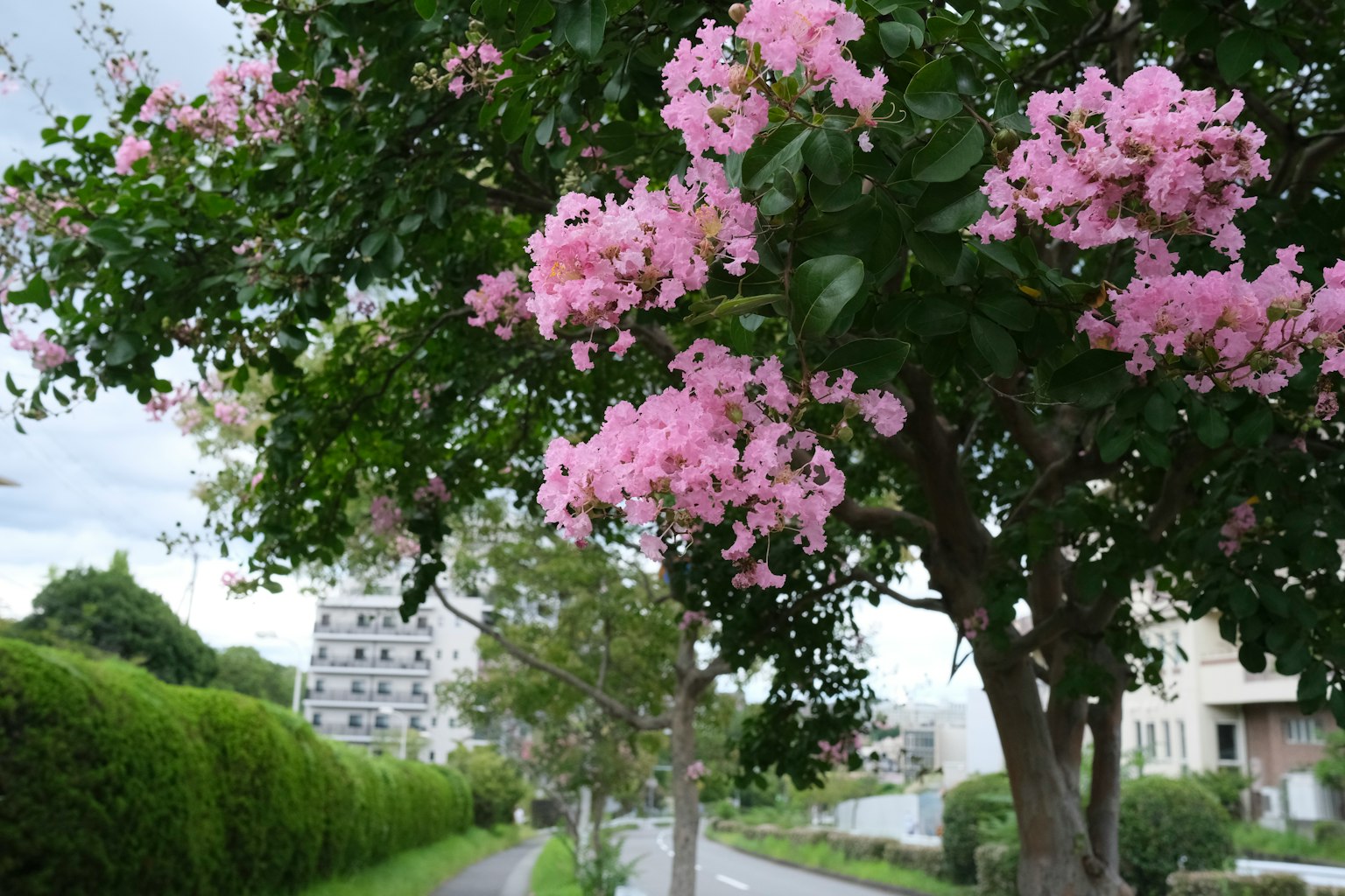 Árbol con flores rosas junto a un seto verde a lo largo de un camino