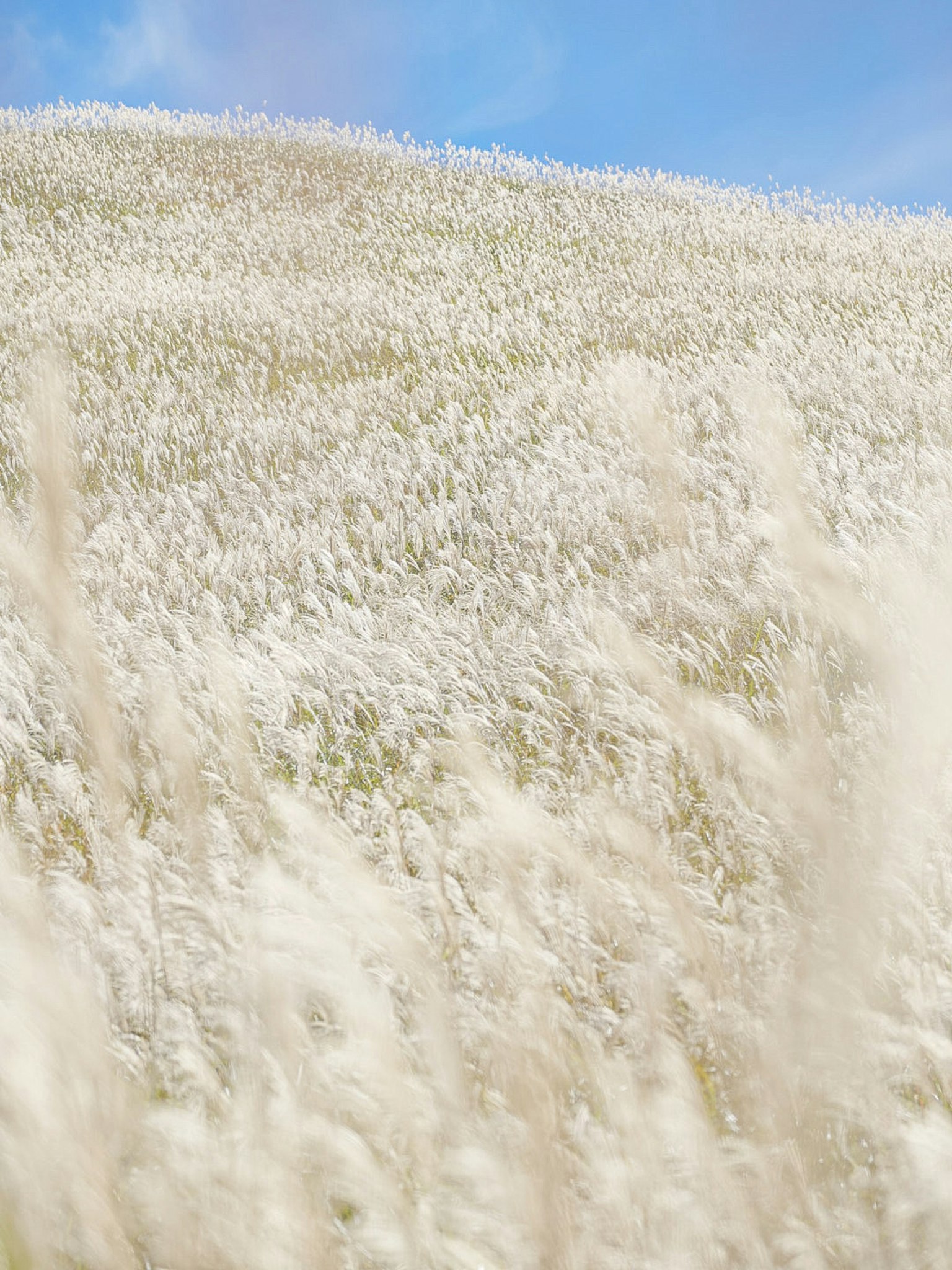 Un campo de hierbas blancas ondeando bajo un cielo azul