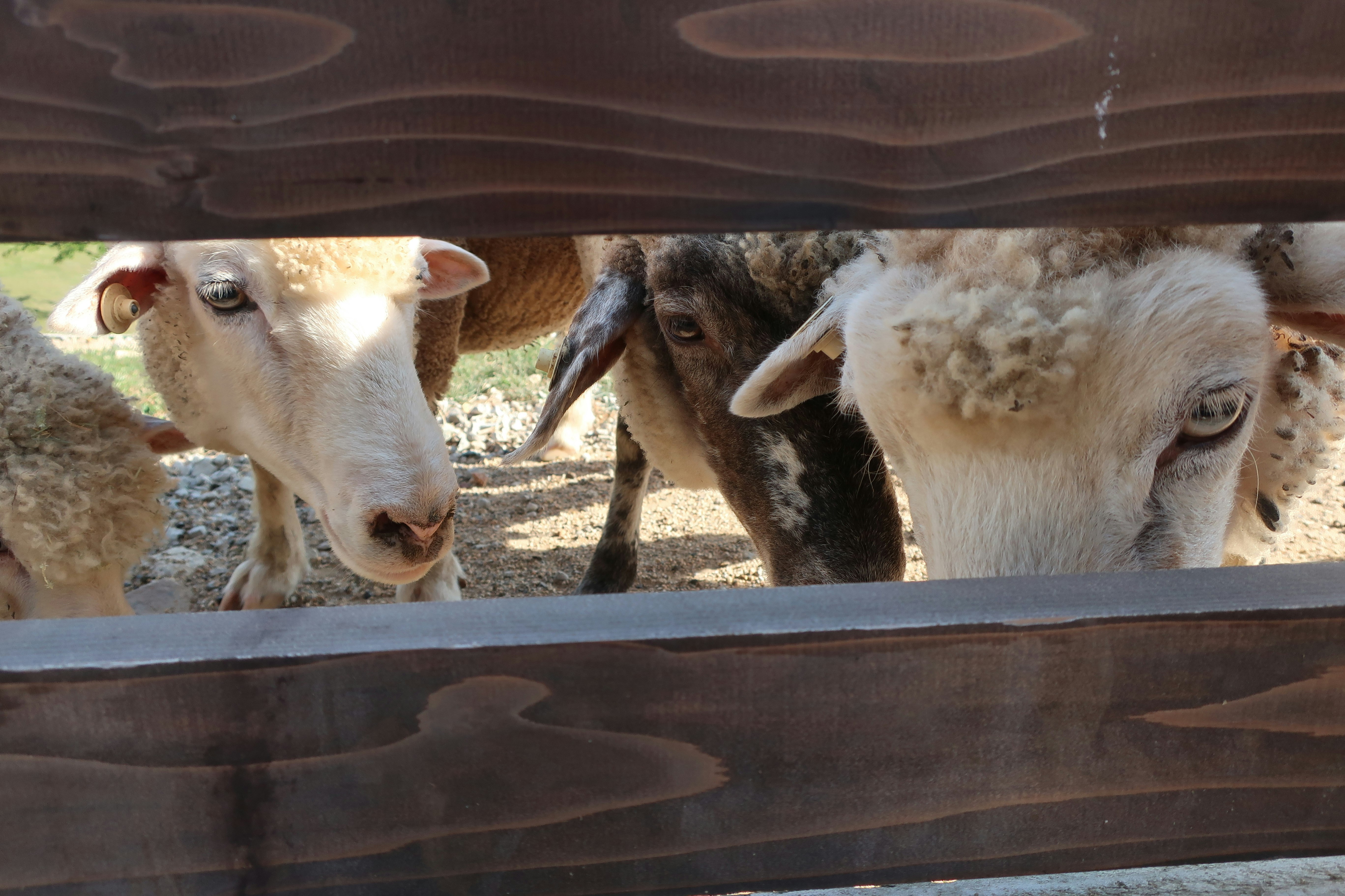 Goats seen through a fence at Rokko Mountain Farm in Hyogo