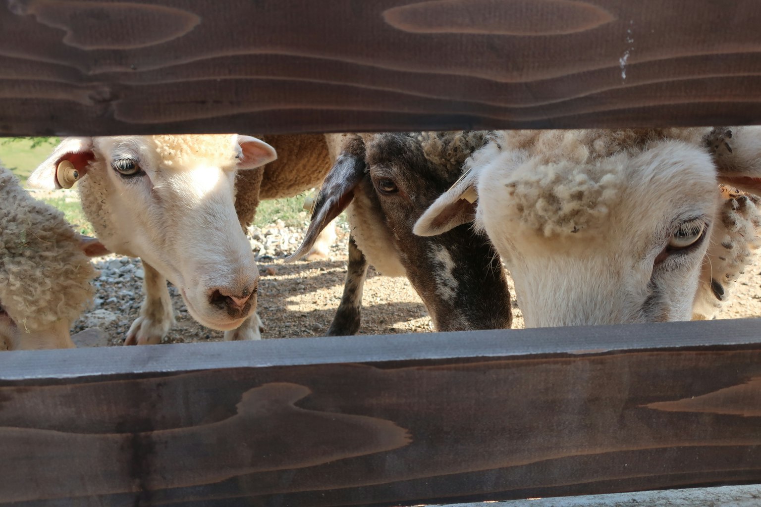 Visages de moutons visibles à travers une clôture en bois