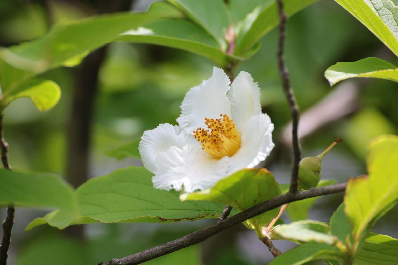 特写白色花朵，黄色中心，周围环绕着绿色叶子