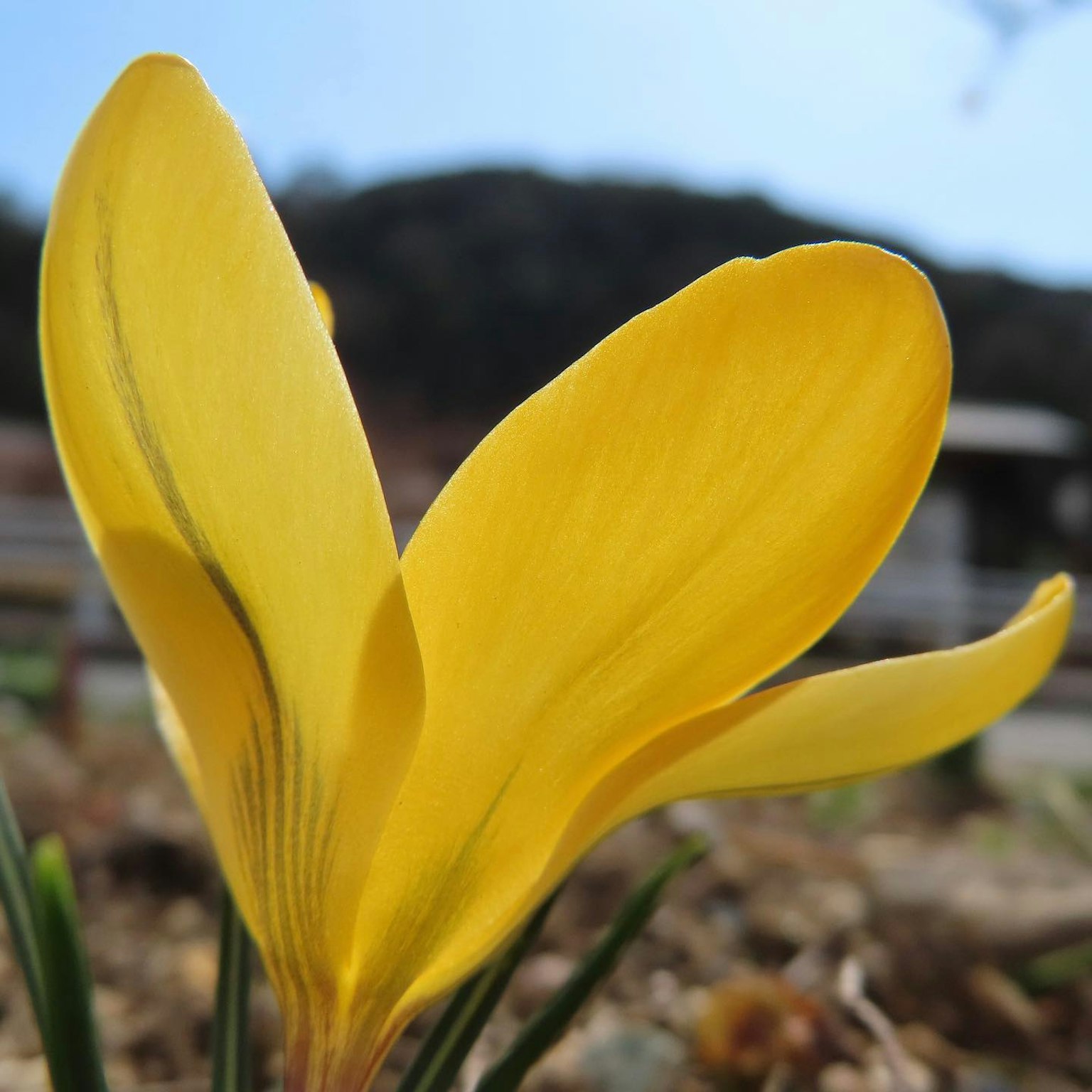 Fiore di croco giallo vibrante in fiore