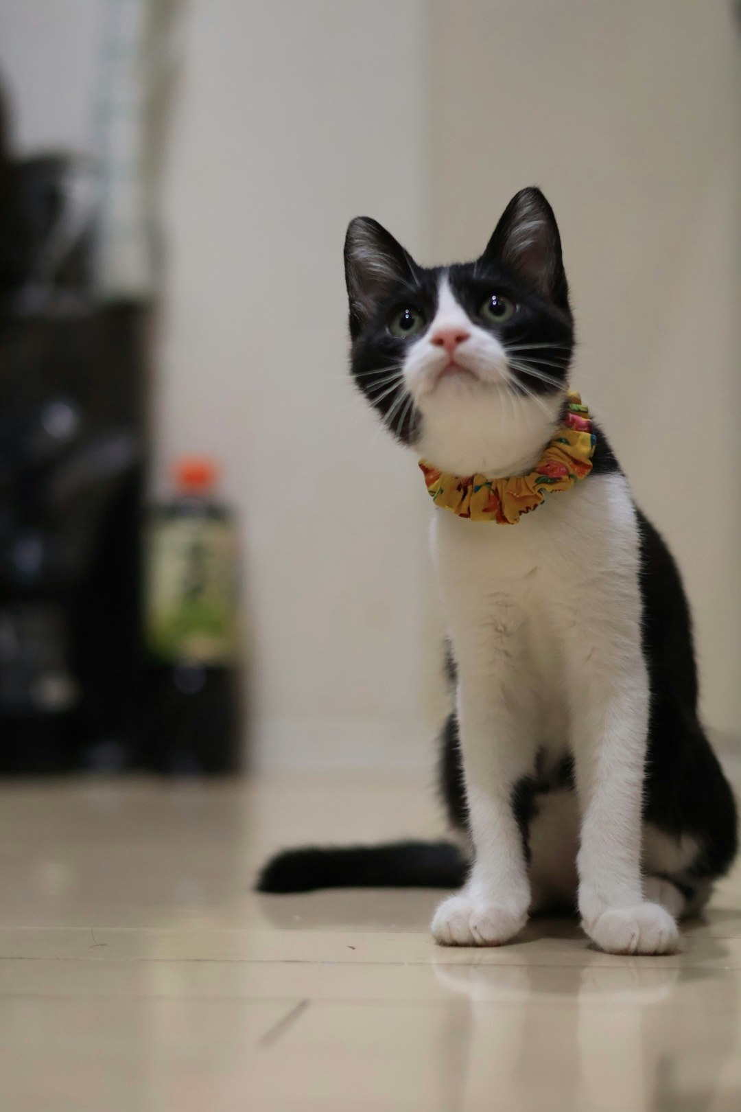 Gatto bianco e nero seduto con un collare