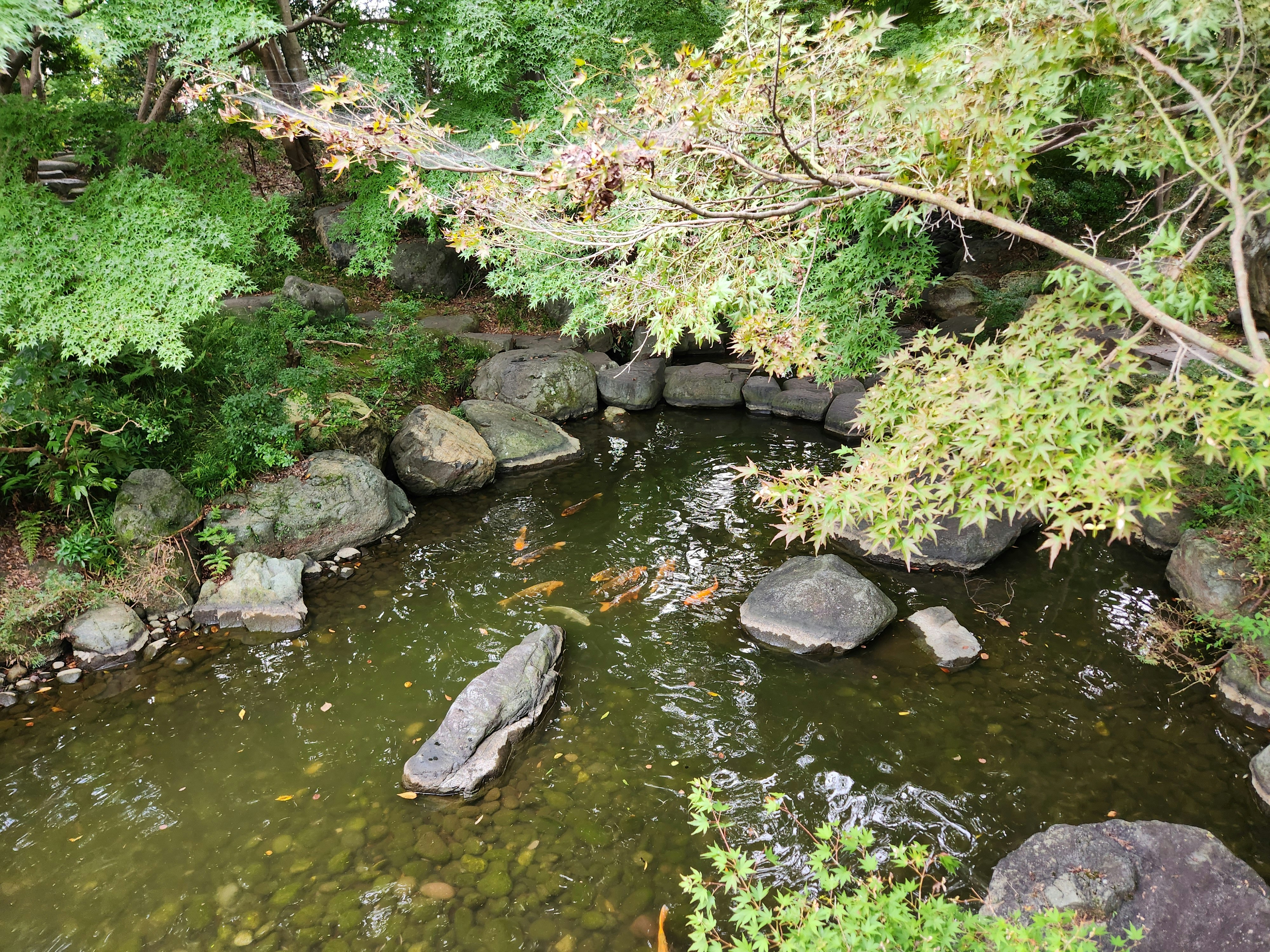 ruscello coperto di muschio e rocce in un giardino