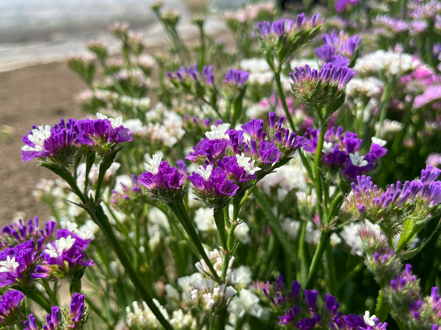 Acercamiento de plantas verdes con flores moradas y blancas