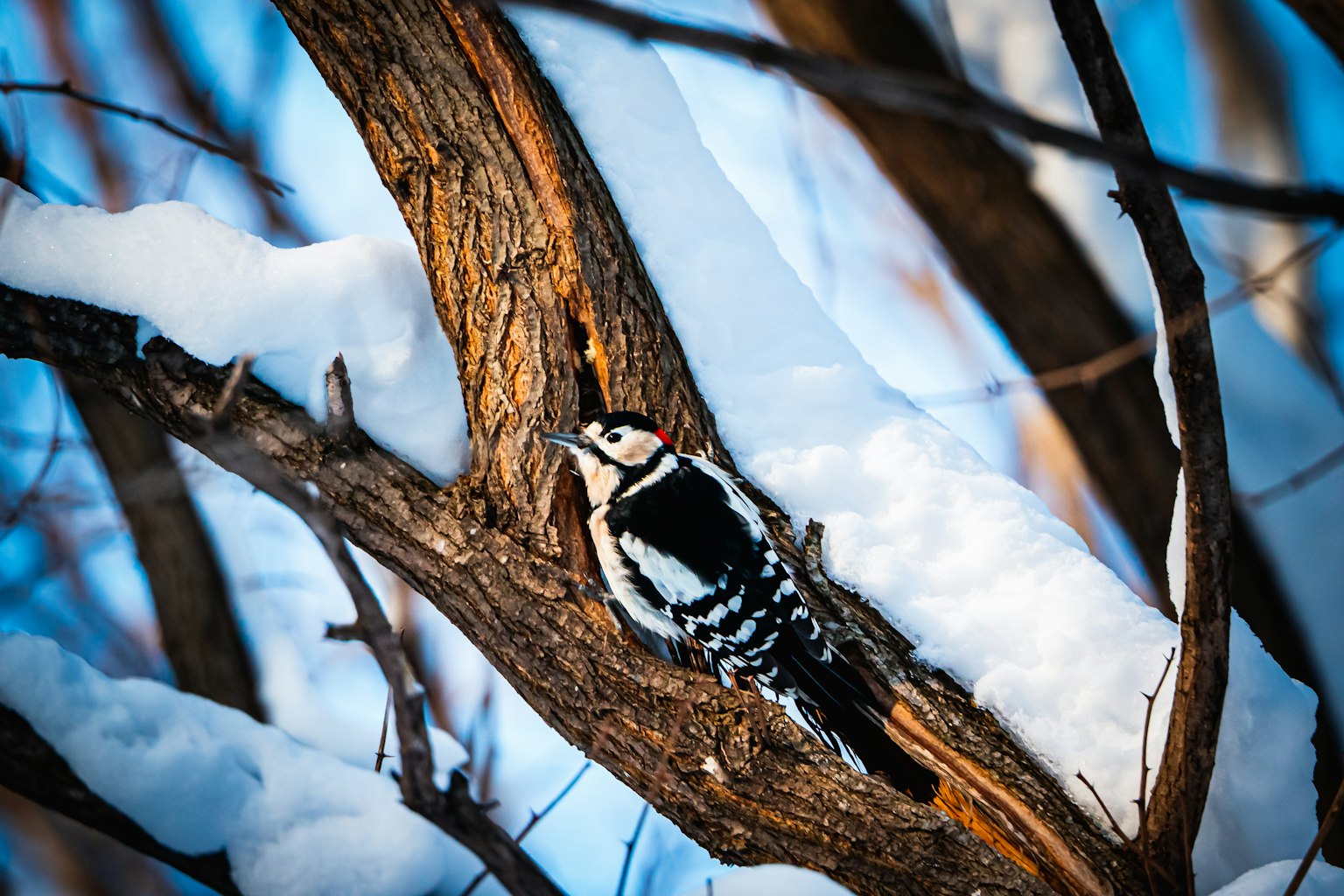 Imagen de un pájaro carpintero posado en una rama de árbol cubierta de nieve