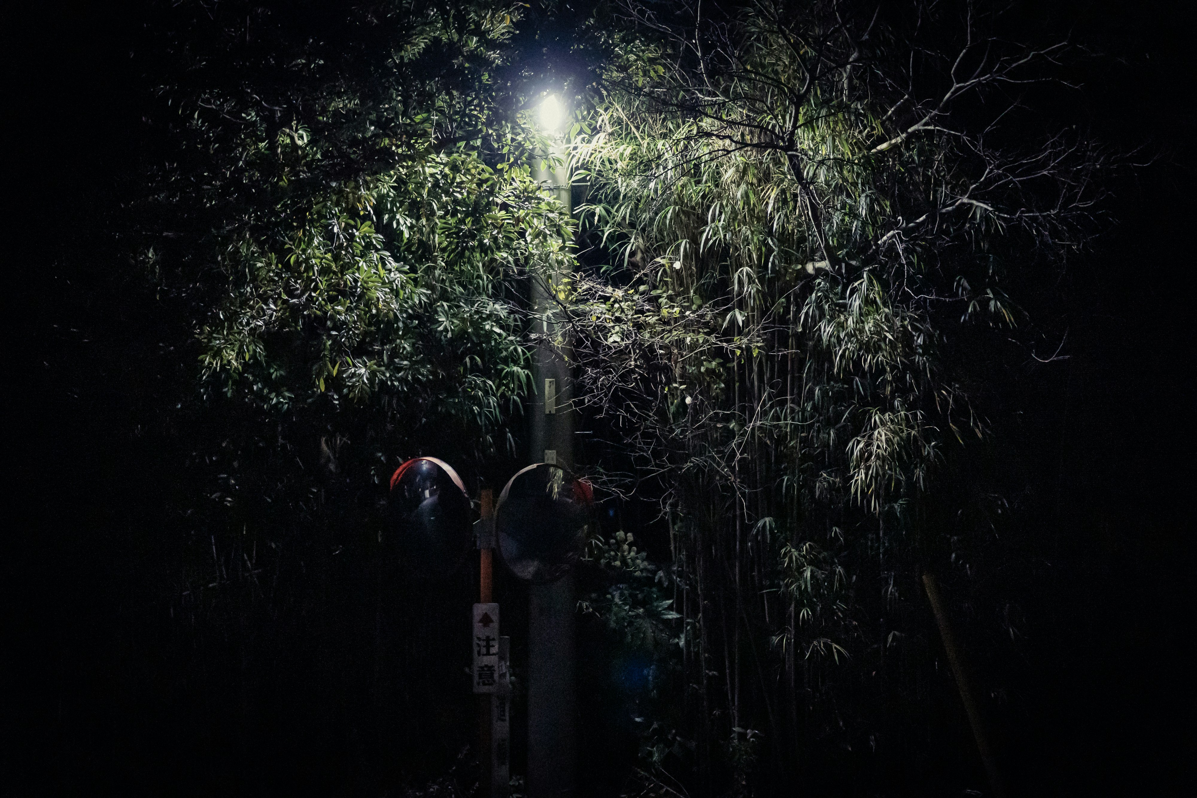 vicolo notturno con luce e ombre di un palo elettrico tra gli alberi