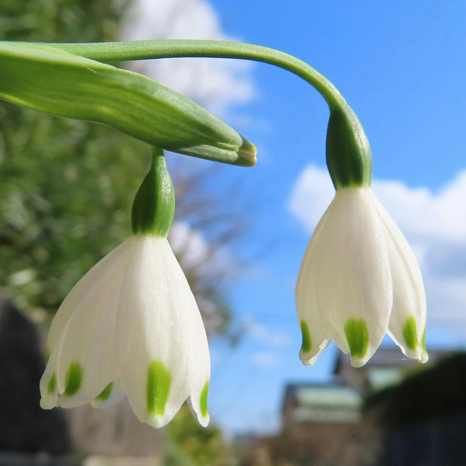 Flores de campanilla blancas colgando contra un cielo azul