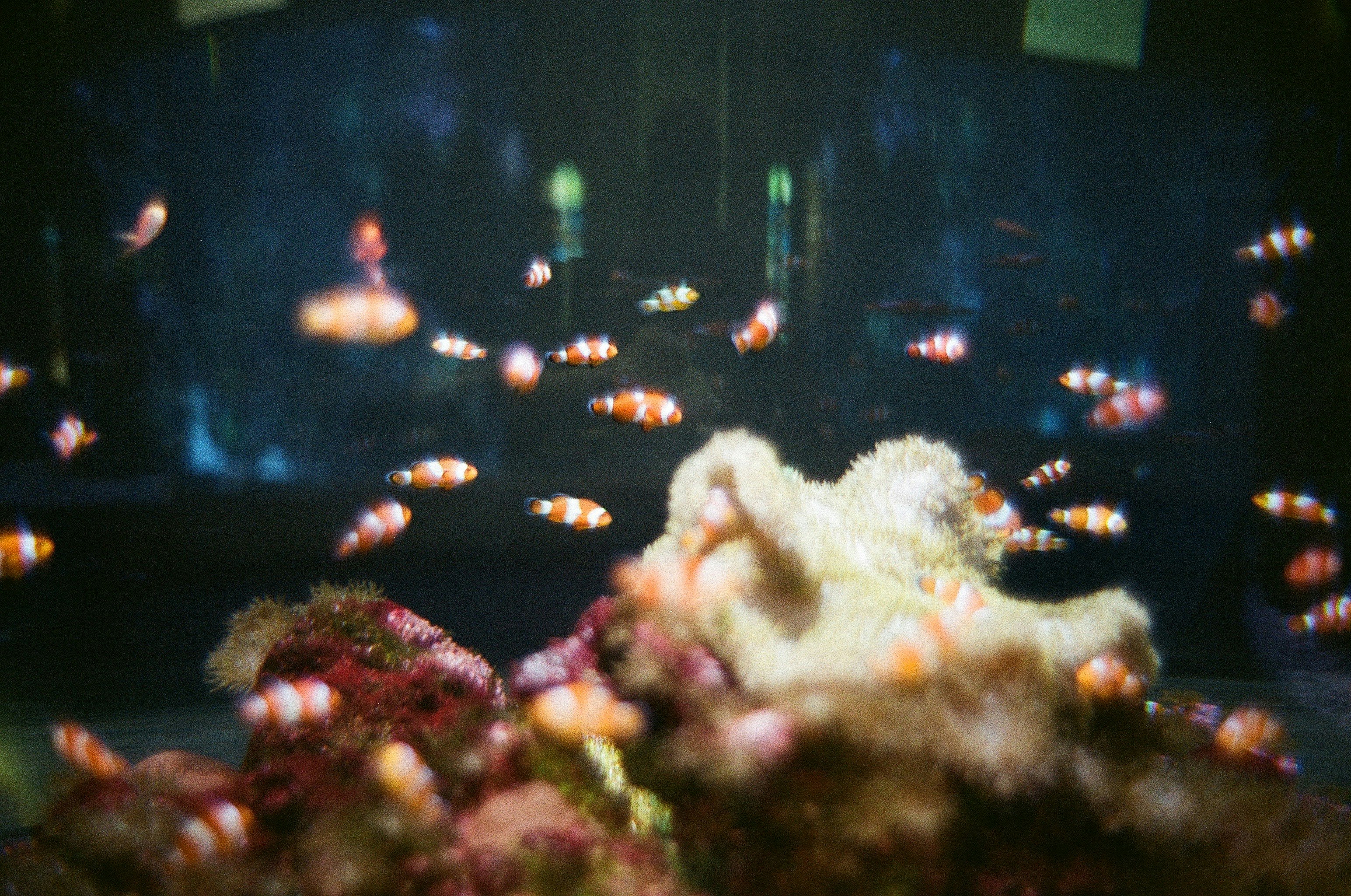 水族箱裡熱帶魚在水草間游動的場景