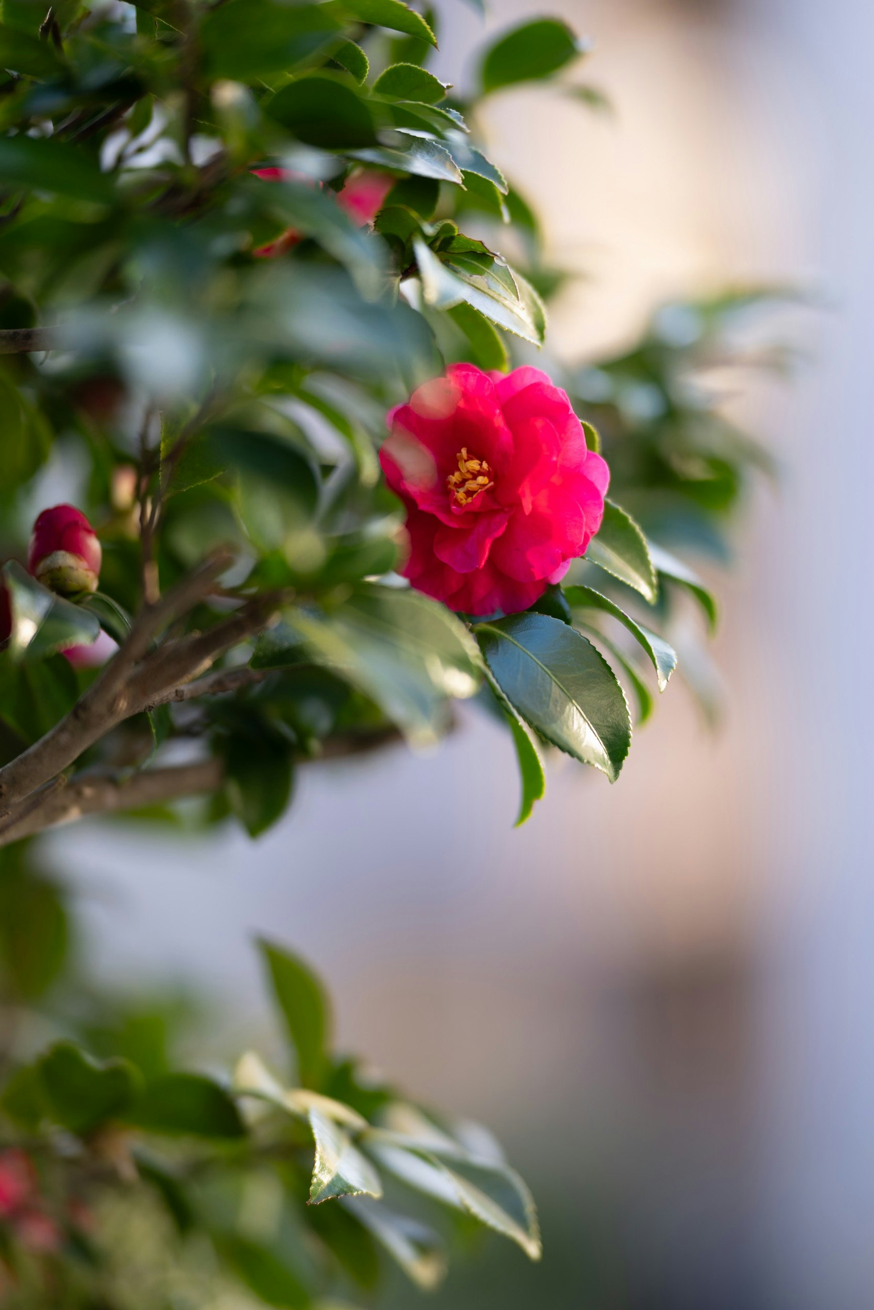 赤い椿の花が枝に咲くマクロの花景色