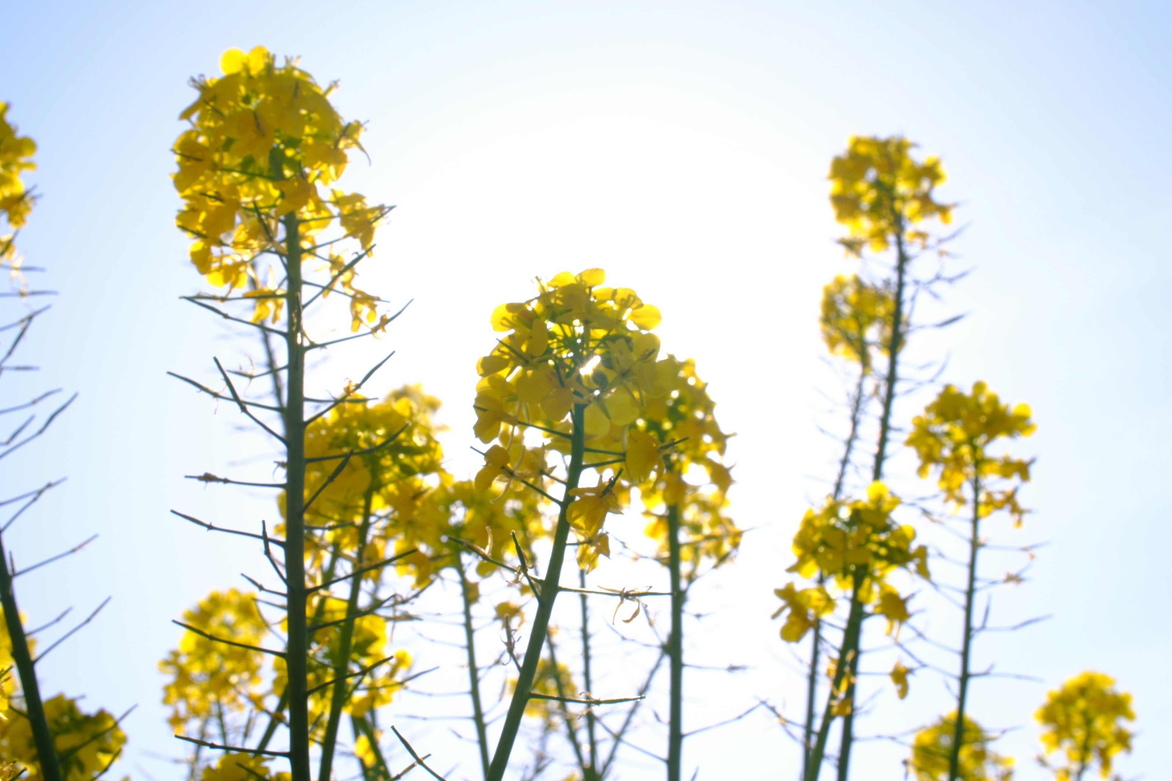 菜の花の黄色い花が咲く空の下の風景