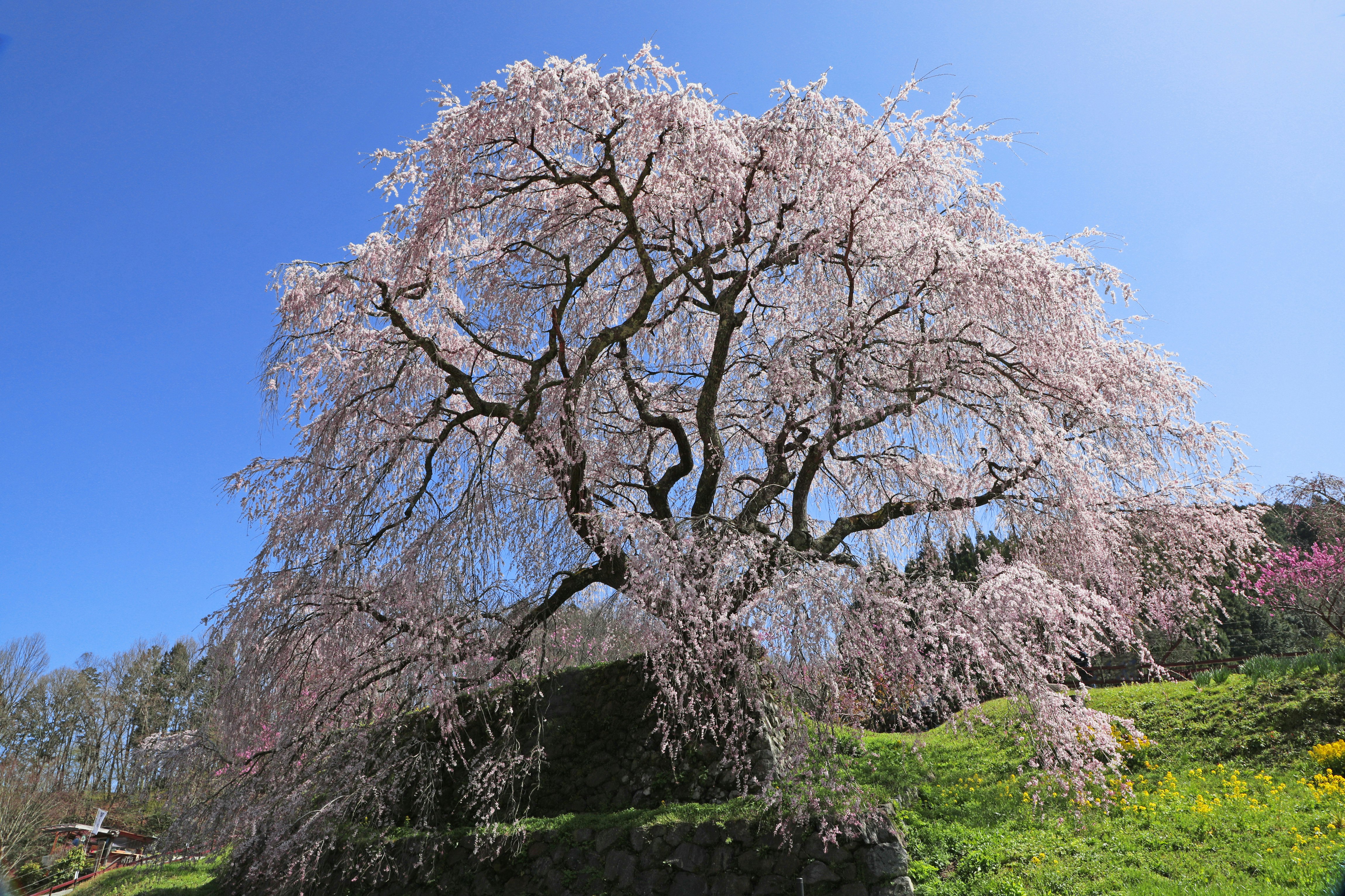 青空の下で咲くしだれ桜の大きな木