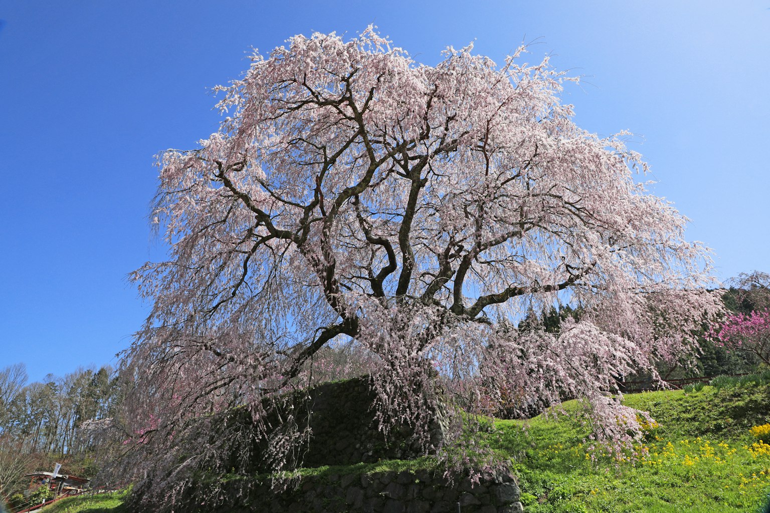 Pohon sakura yang indah di bawah langit biru