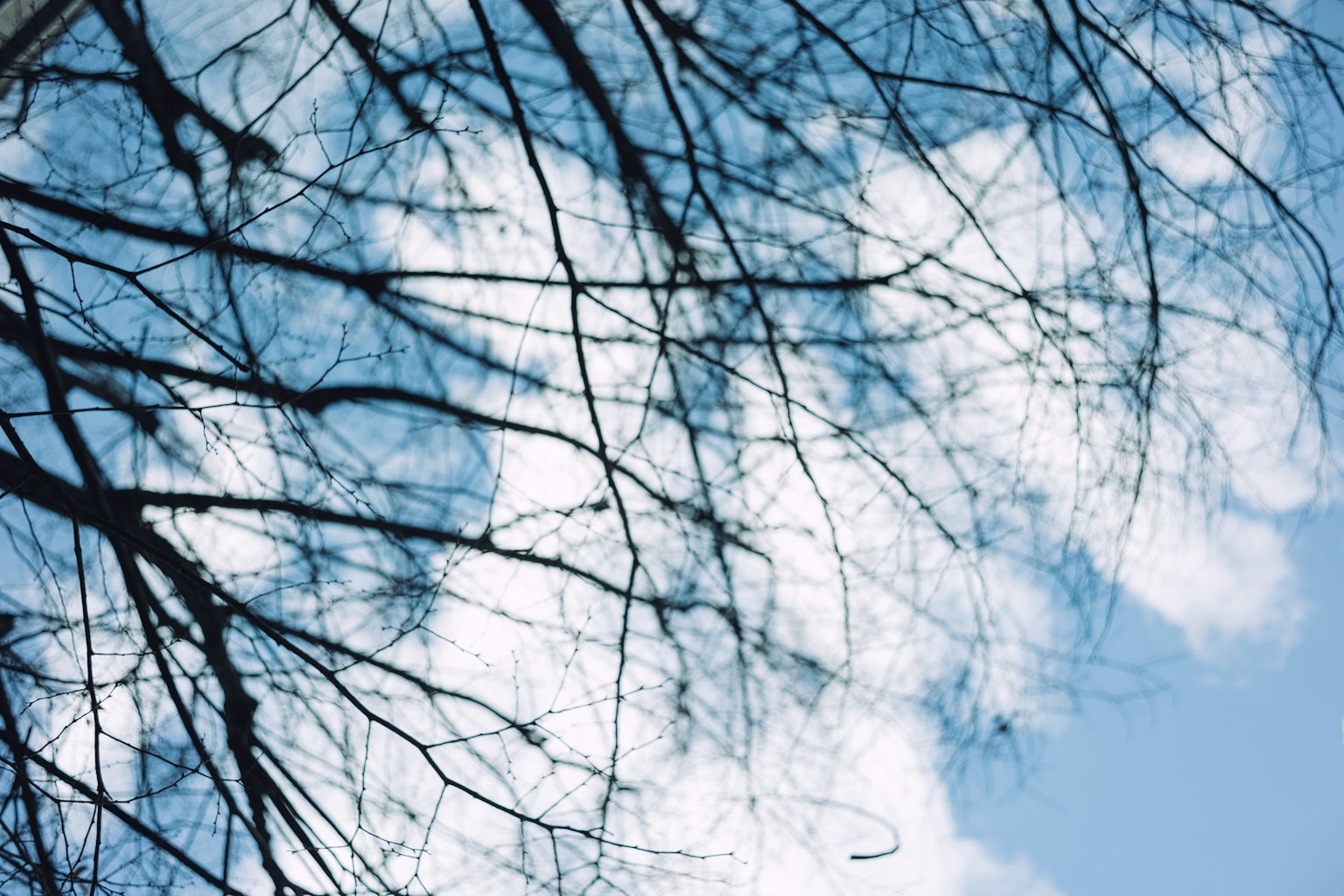 Baumäste silhouettiert gegen einen blauen Himmel mit weißen Wolken