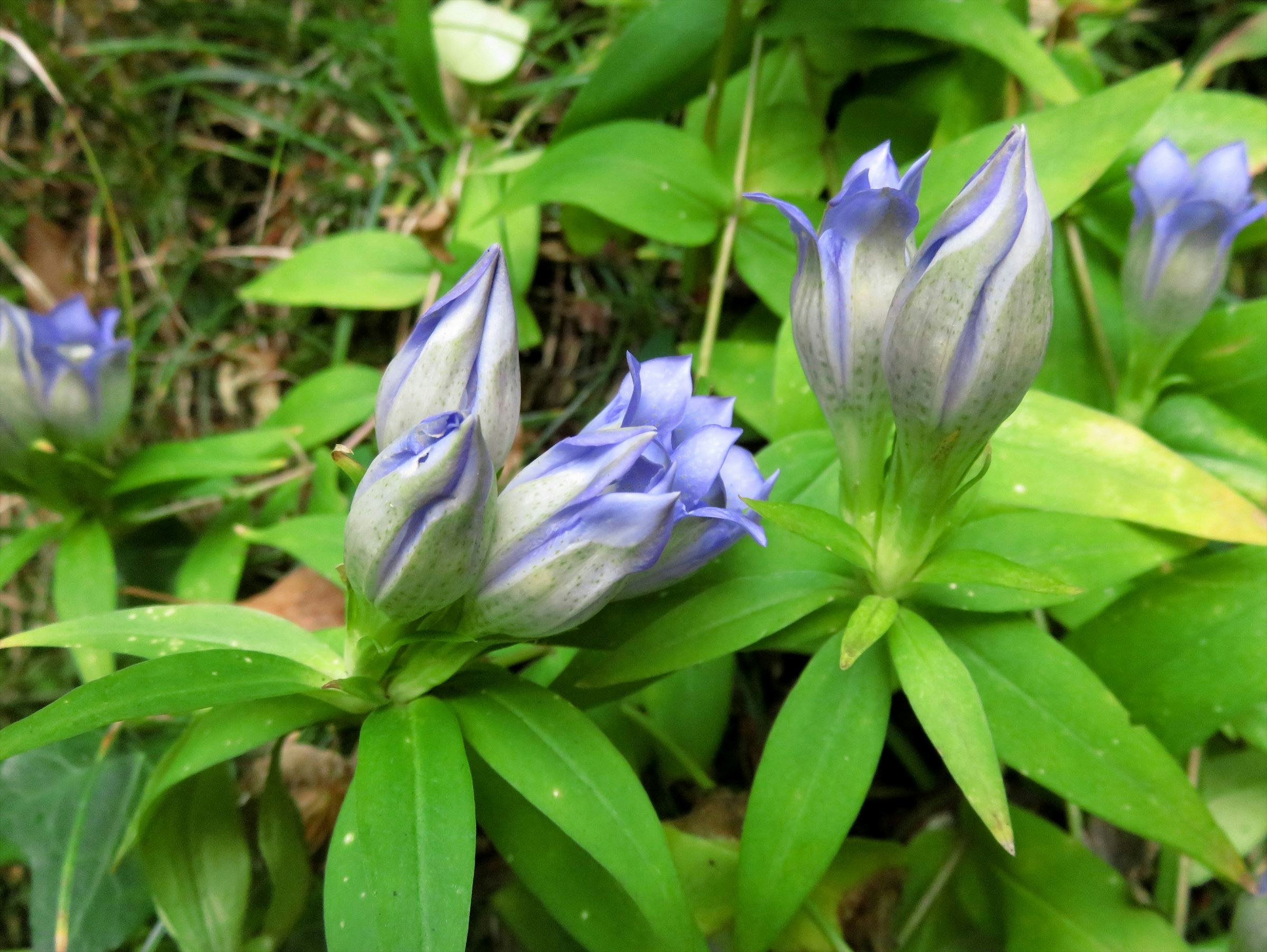 緑の葉の間に咲く青紫の花