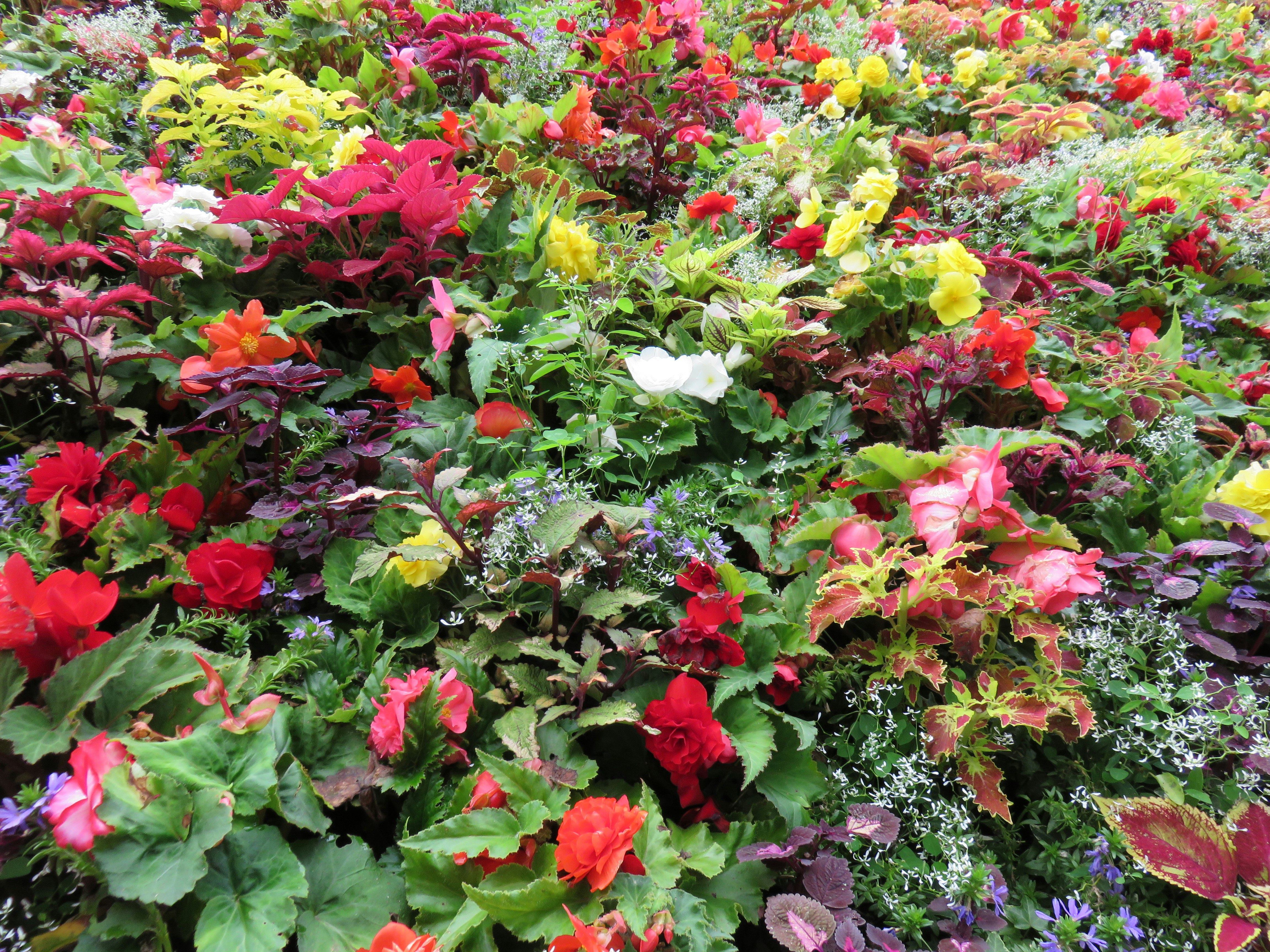 buntes Blumenbeet voller blühender Blumen