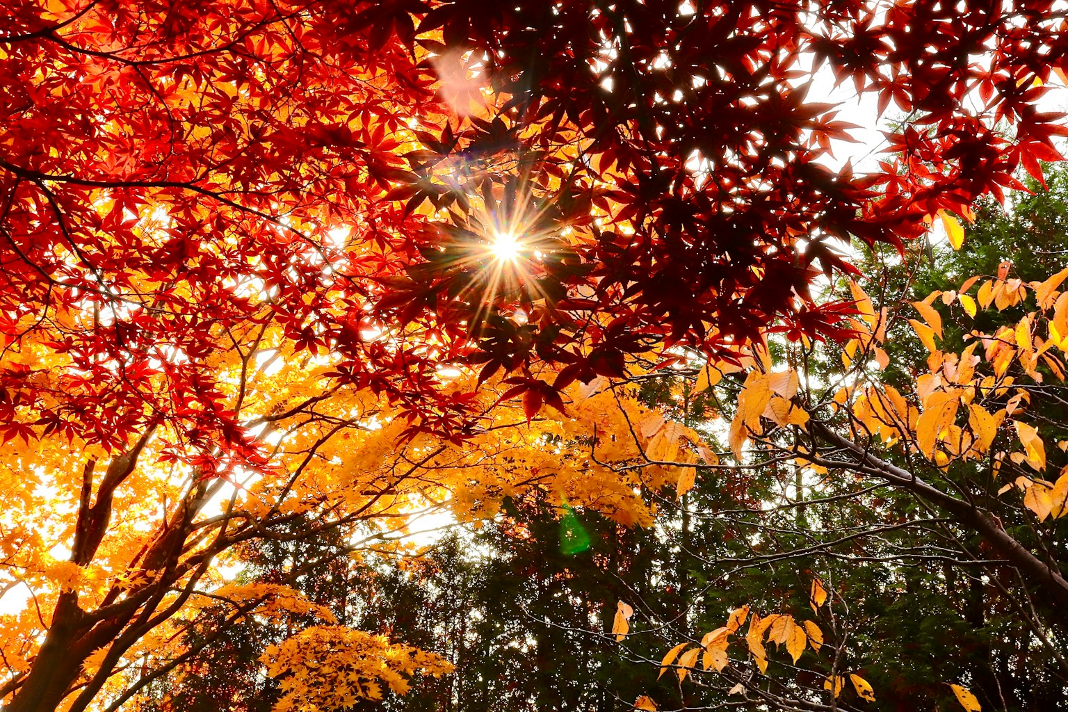 紅葉と黄金色の葉に覆われた木々の間から差し込む光